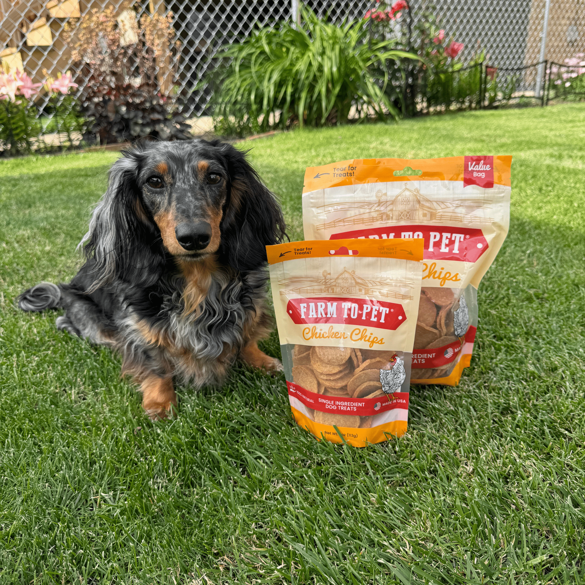 Black-and-tan dog in yard with Farm to Pet chicken chips bags