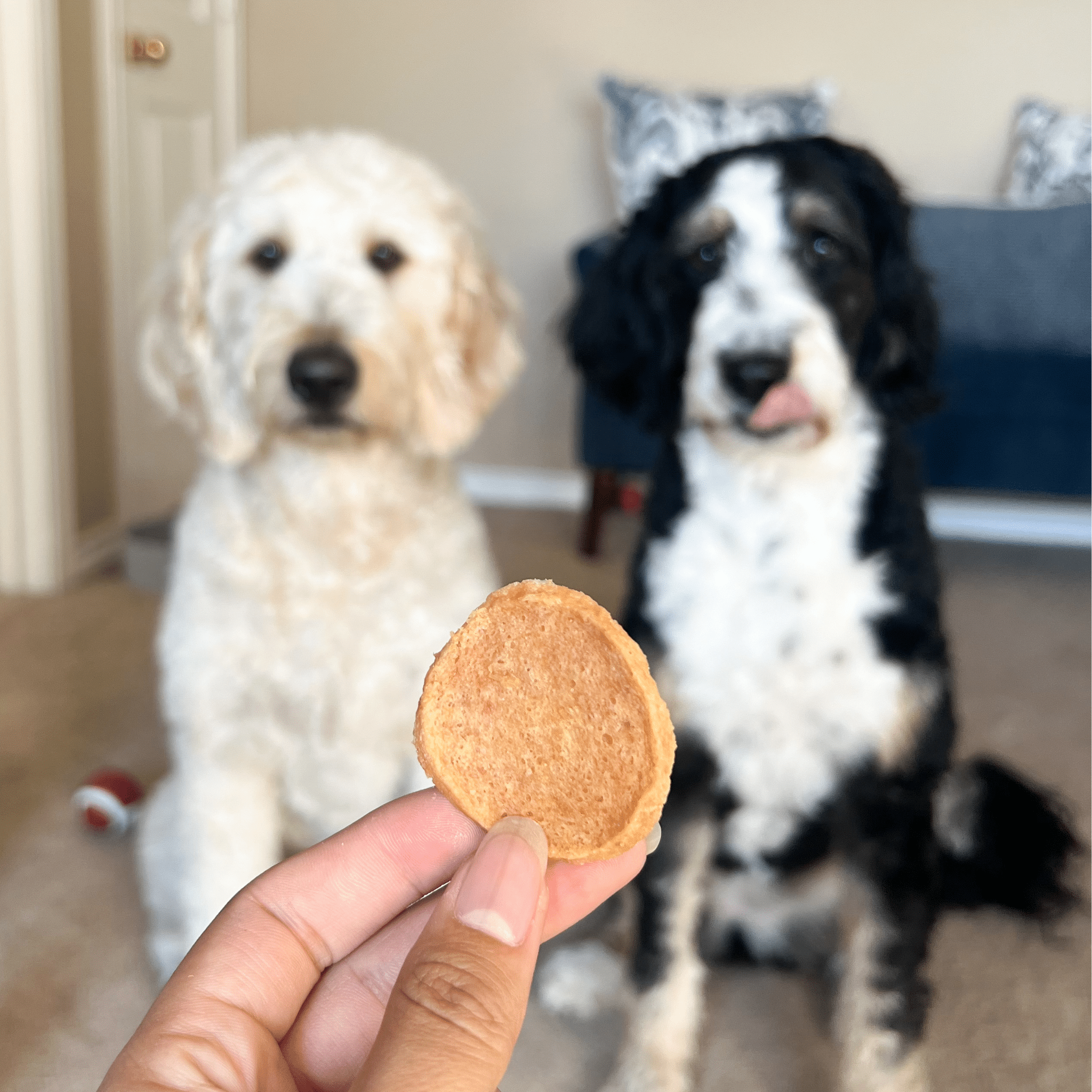 Round chicken dog treat held in a hand, ready for training rewards.