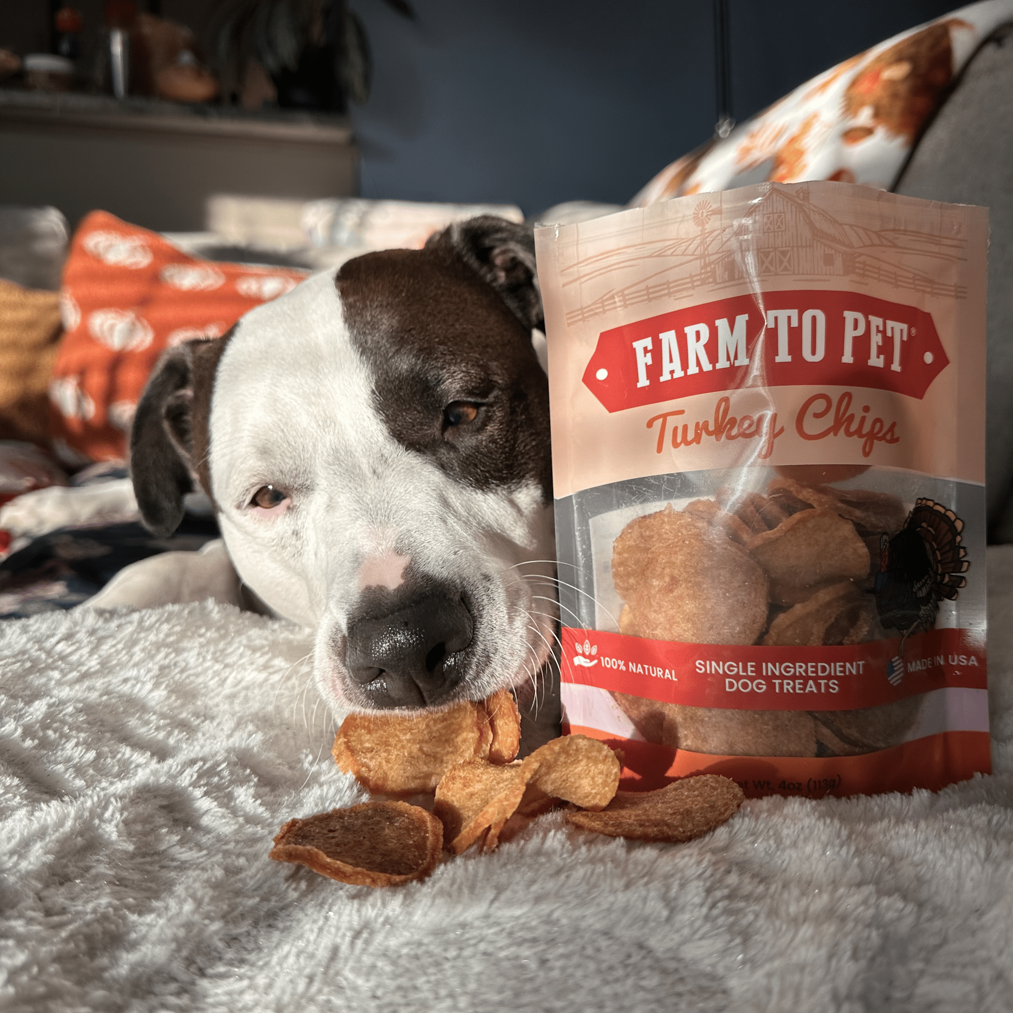 Turkey chip dog treat bag with turkey chip slices beside a dog on a blanket