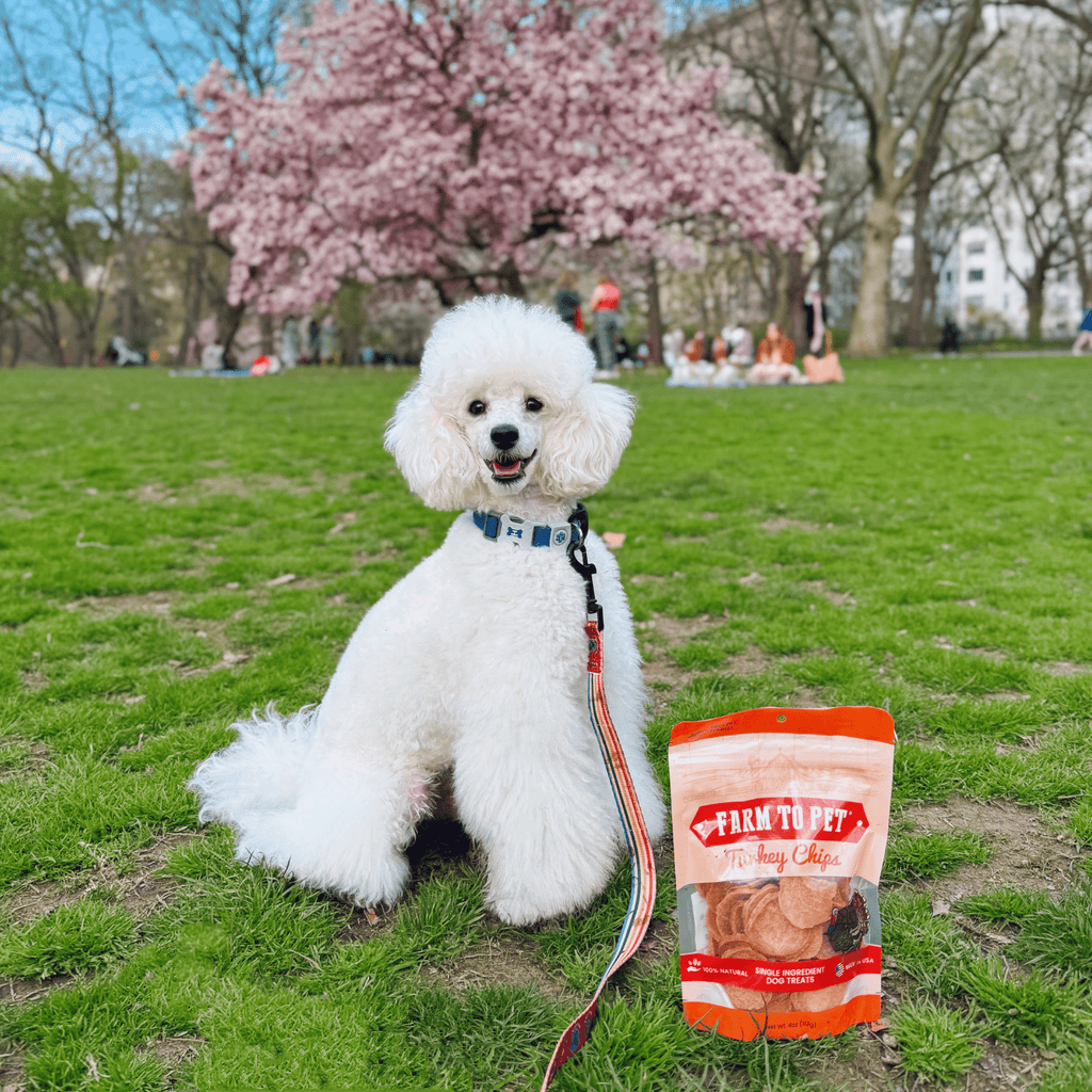 Turkey chip dog treat bag on grass next to a white dog sitting