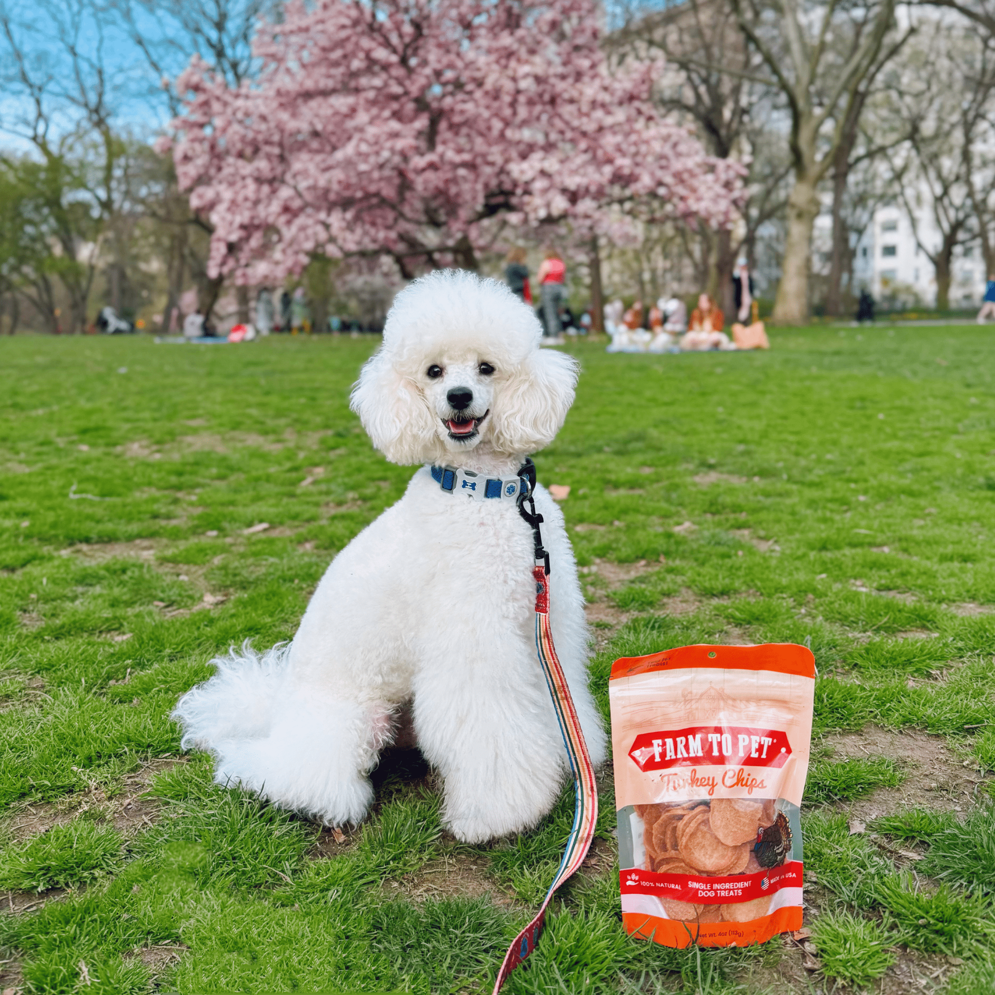 Turkey chip dog treat bag on grass next to a white dog sitting