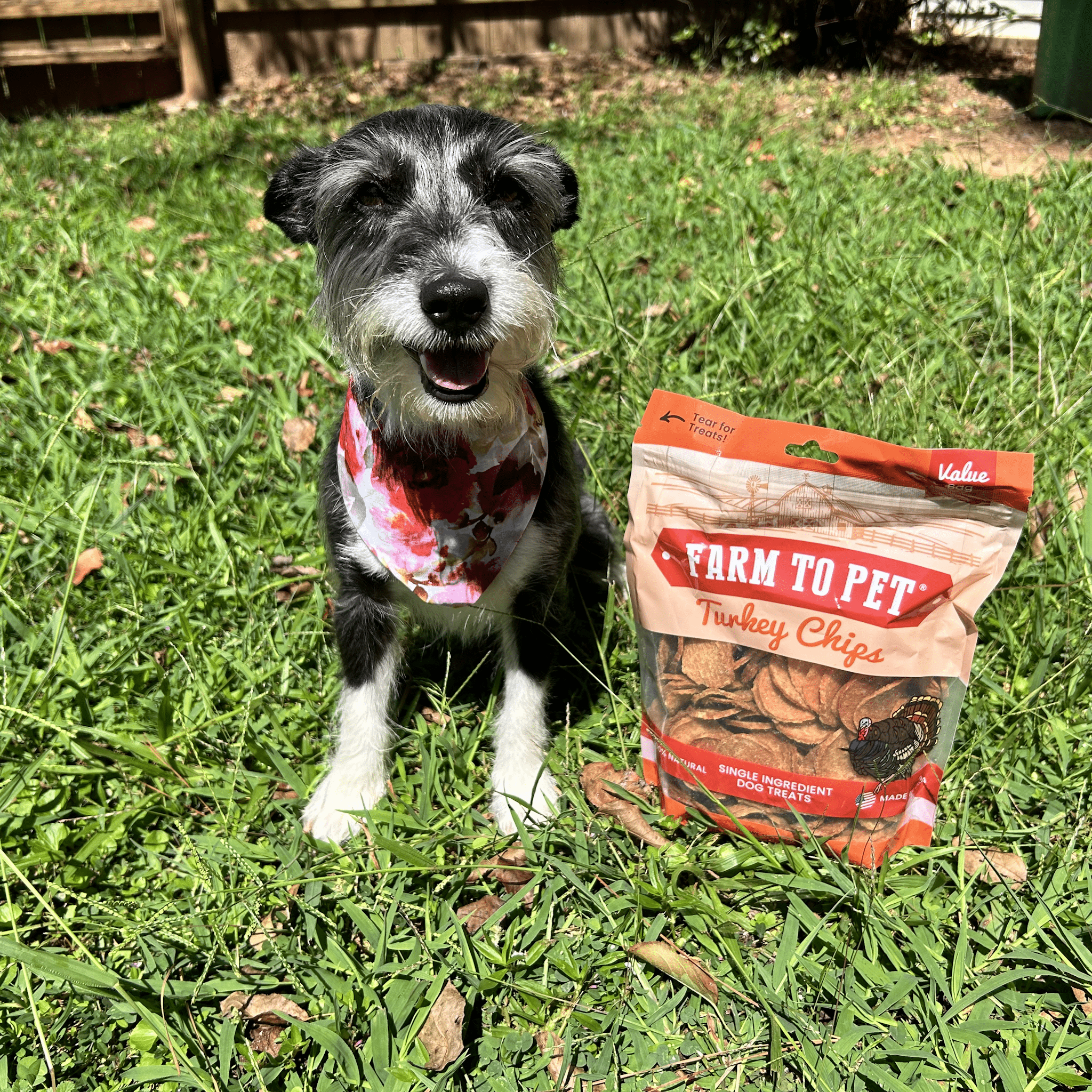 Dog standing on grass with Farm to Pet Turkey Chips bag and visible turkey chip pieces