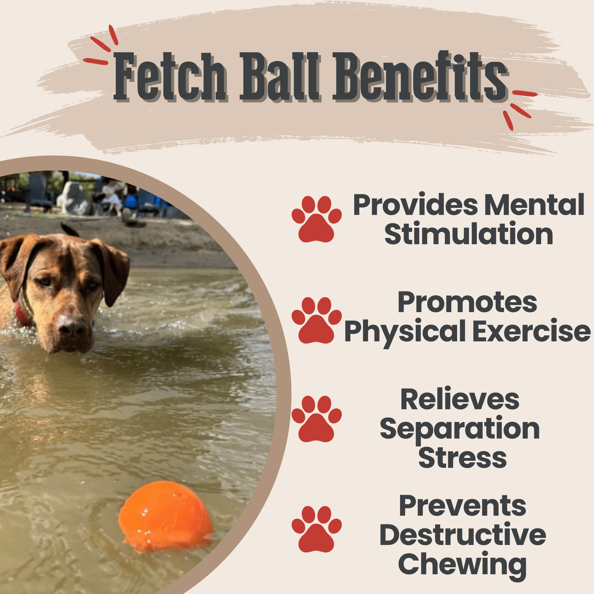 Orange dog fetch ball