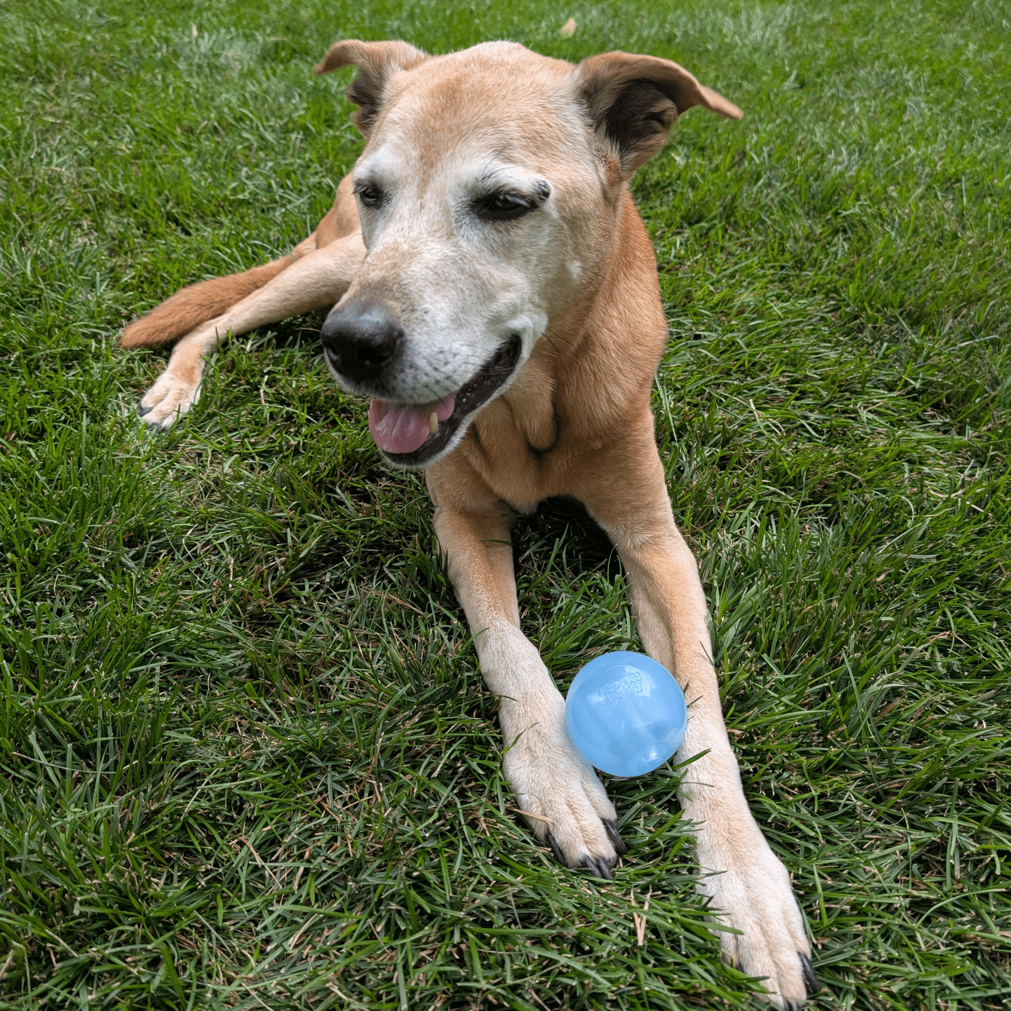 Dog reaching for a translucent blue fetch ball on grass