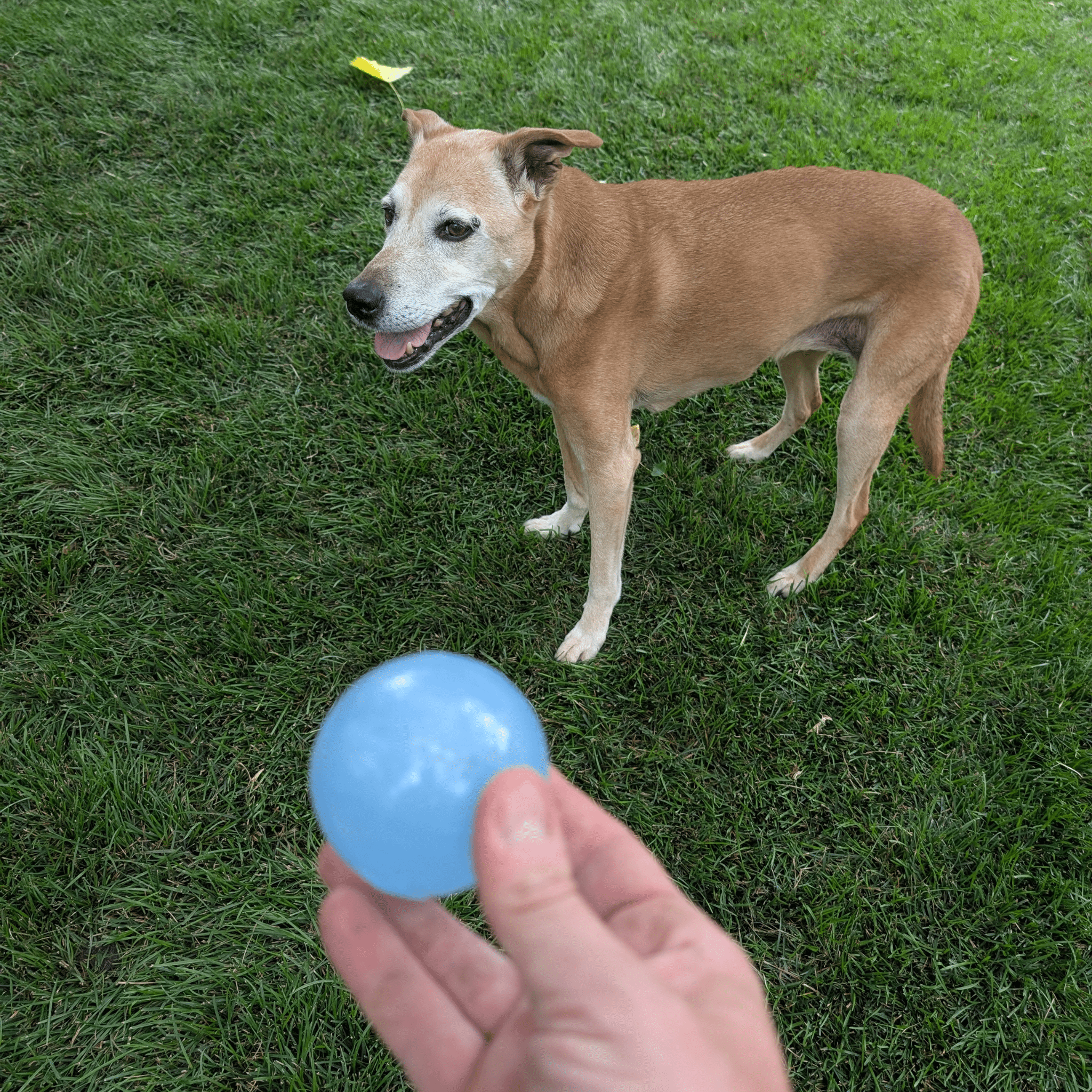 Dog on grass with a translucent blue fetch ball