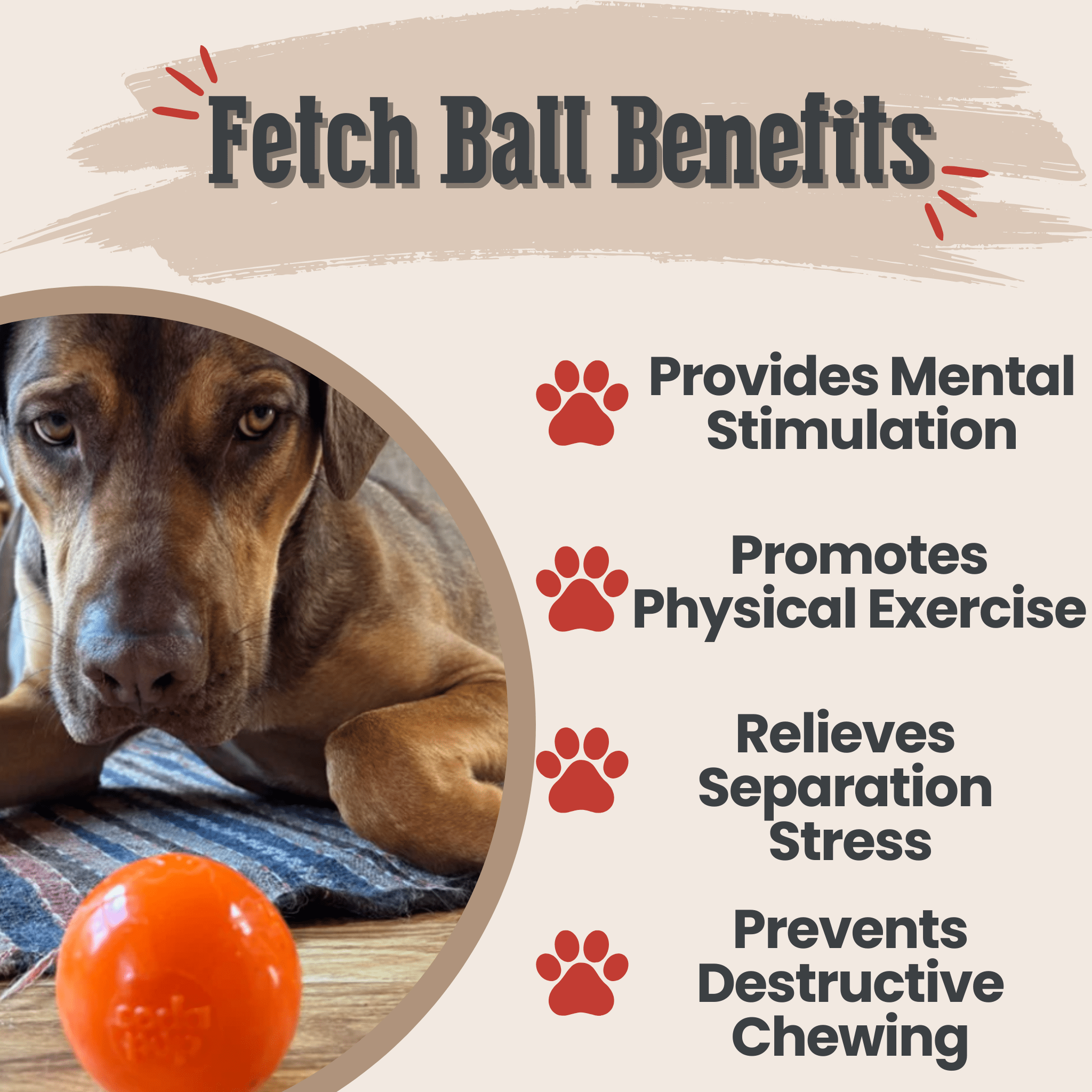 Dog near an orange translucent fetch ball