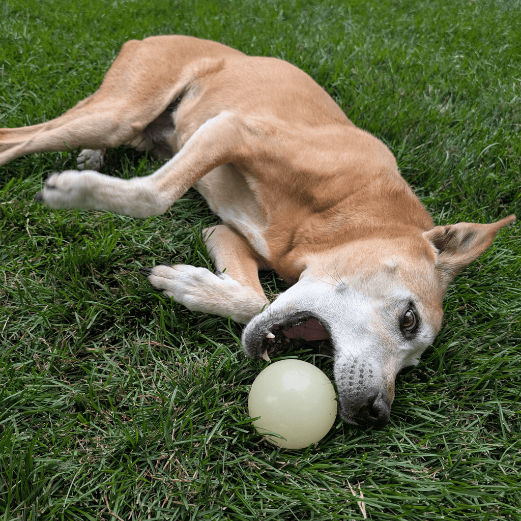 Dog playing with pale yellow-green rubber fetch ball on grass