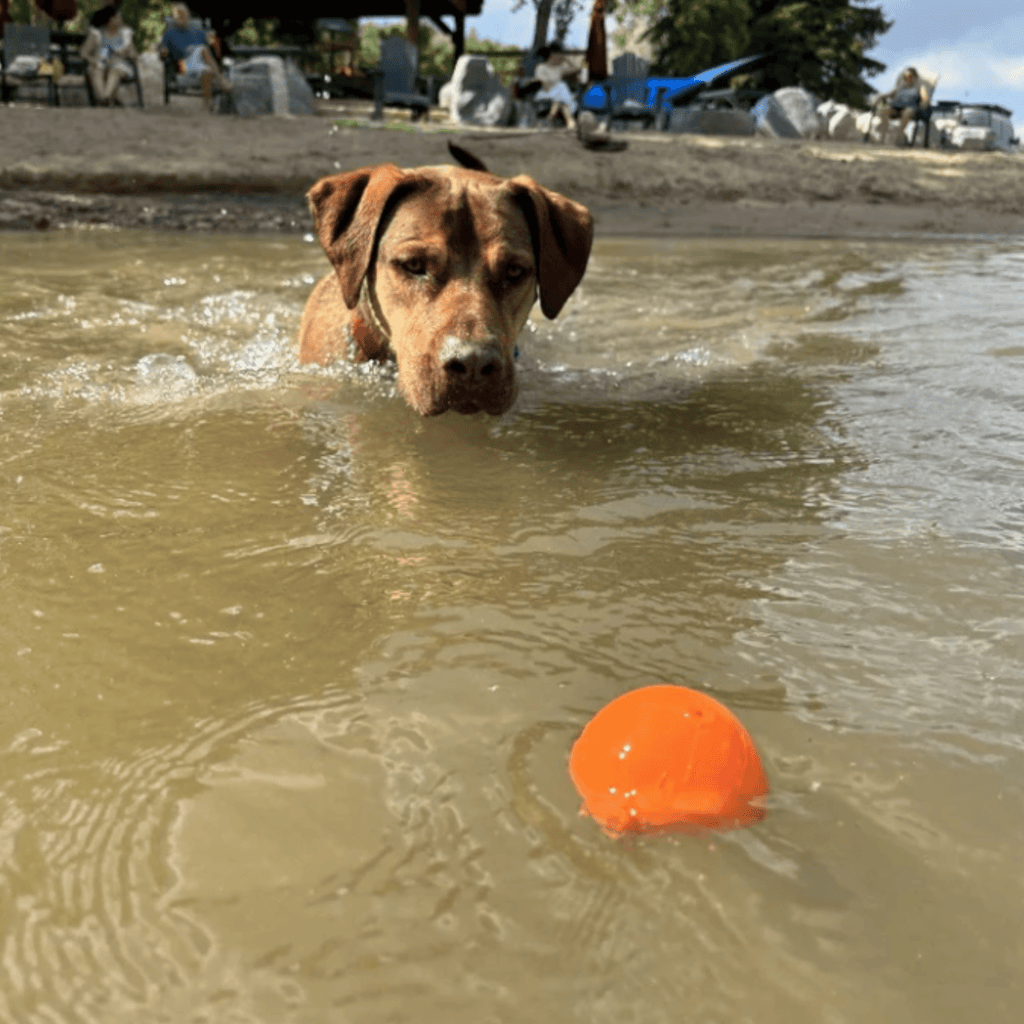 Dog in water with bright orange rubber fetch ball