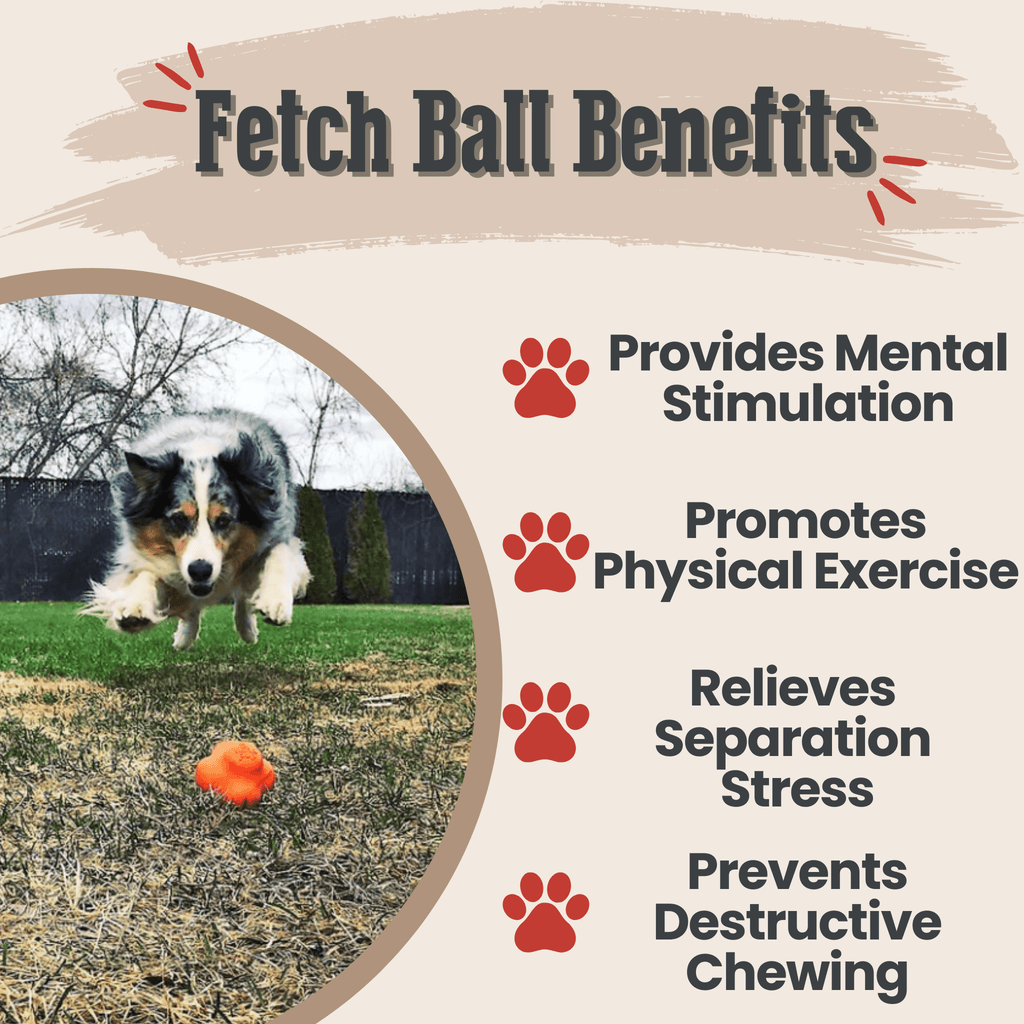 Orange dog fetch ball on grass