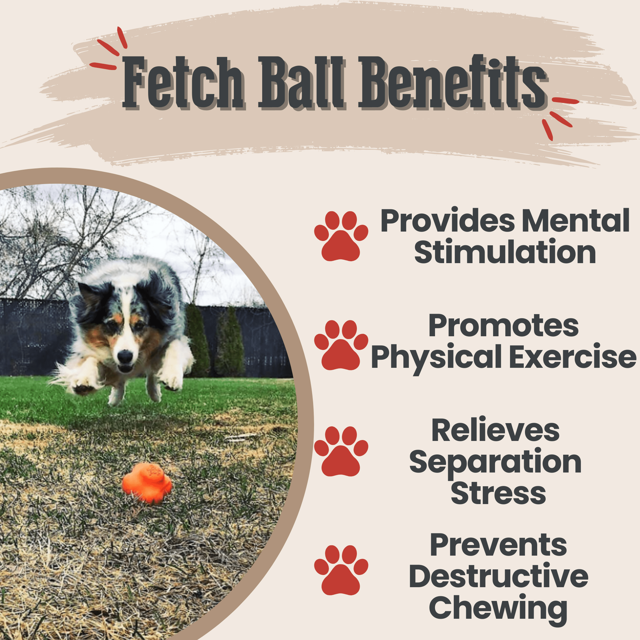 Orange dog fetch ball on grass
