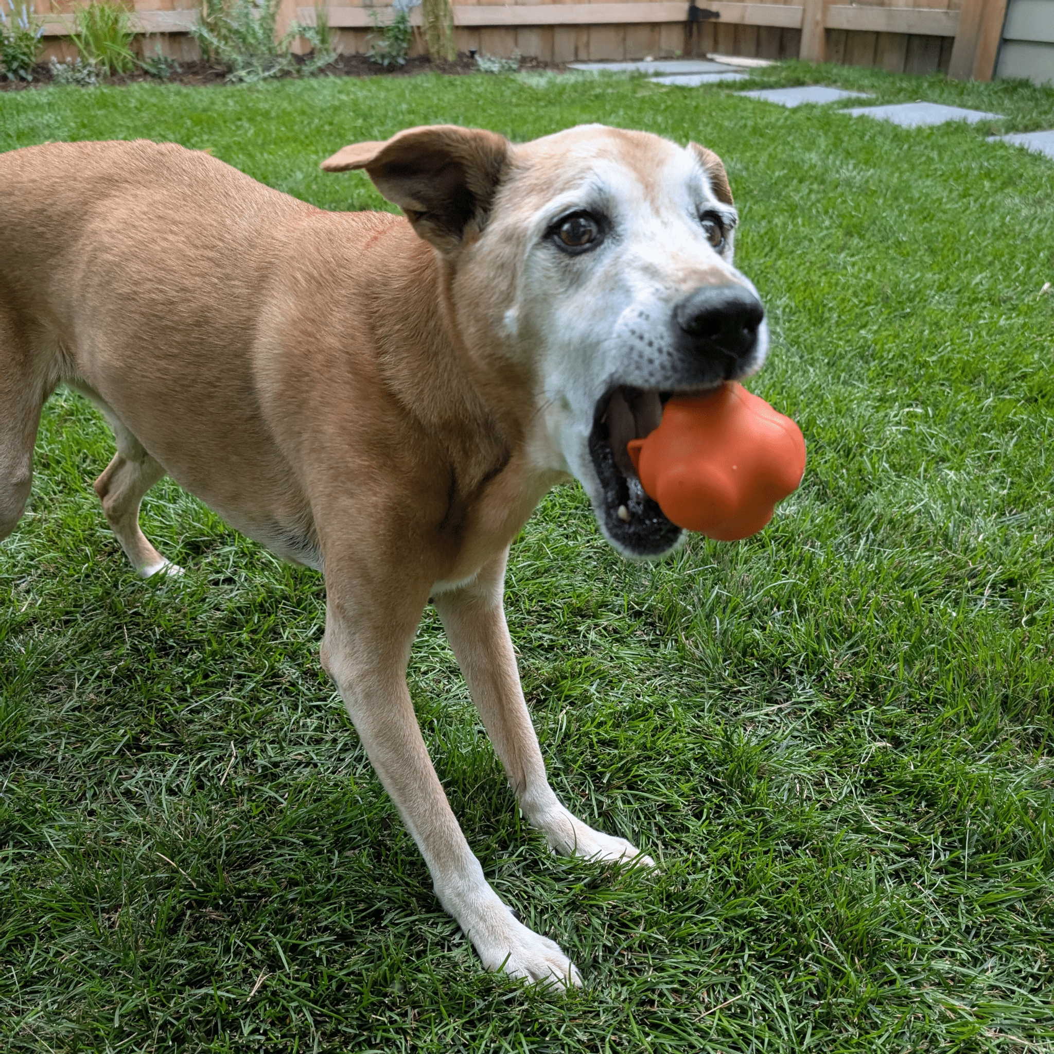 Dog carrying orange rubber fetch ball in yard grass