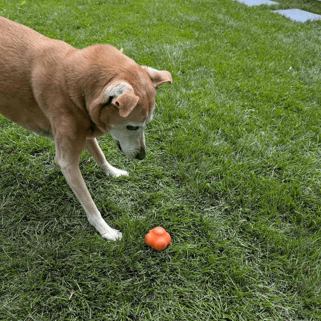 Dog near small orange rubber fetch ball on green grass