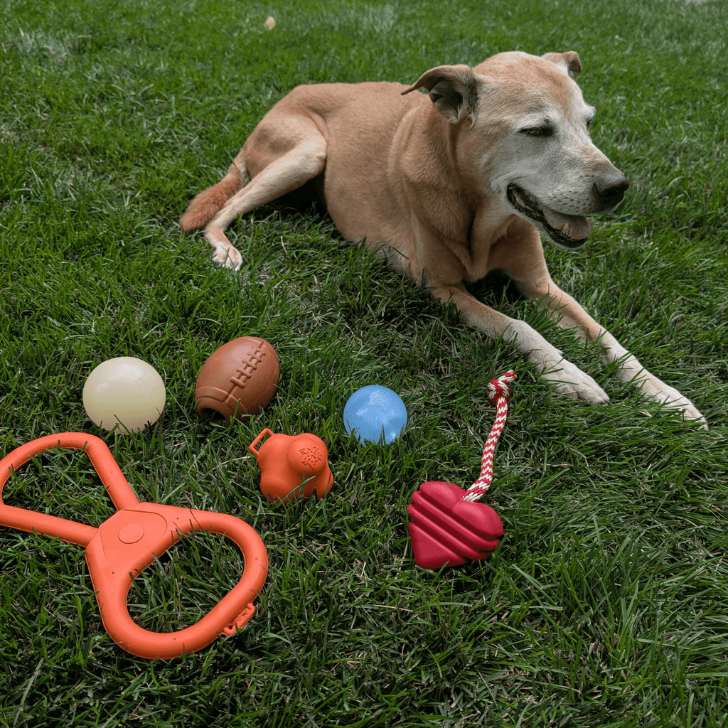 Dog toys on grass: orange and blue fetch balls and rope