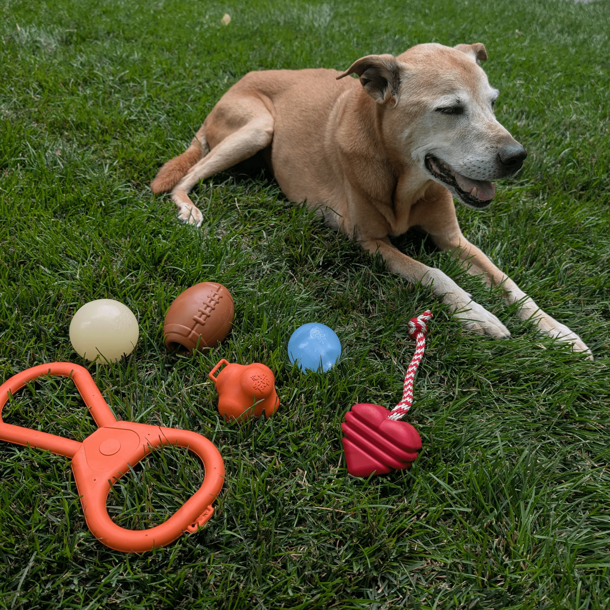 Dog toys on grass: orange and blue fetch balls and rope