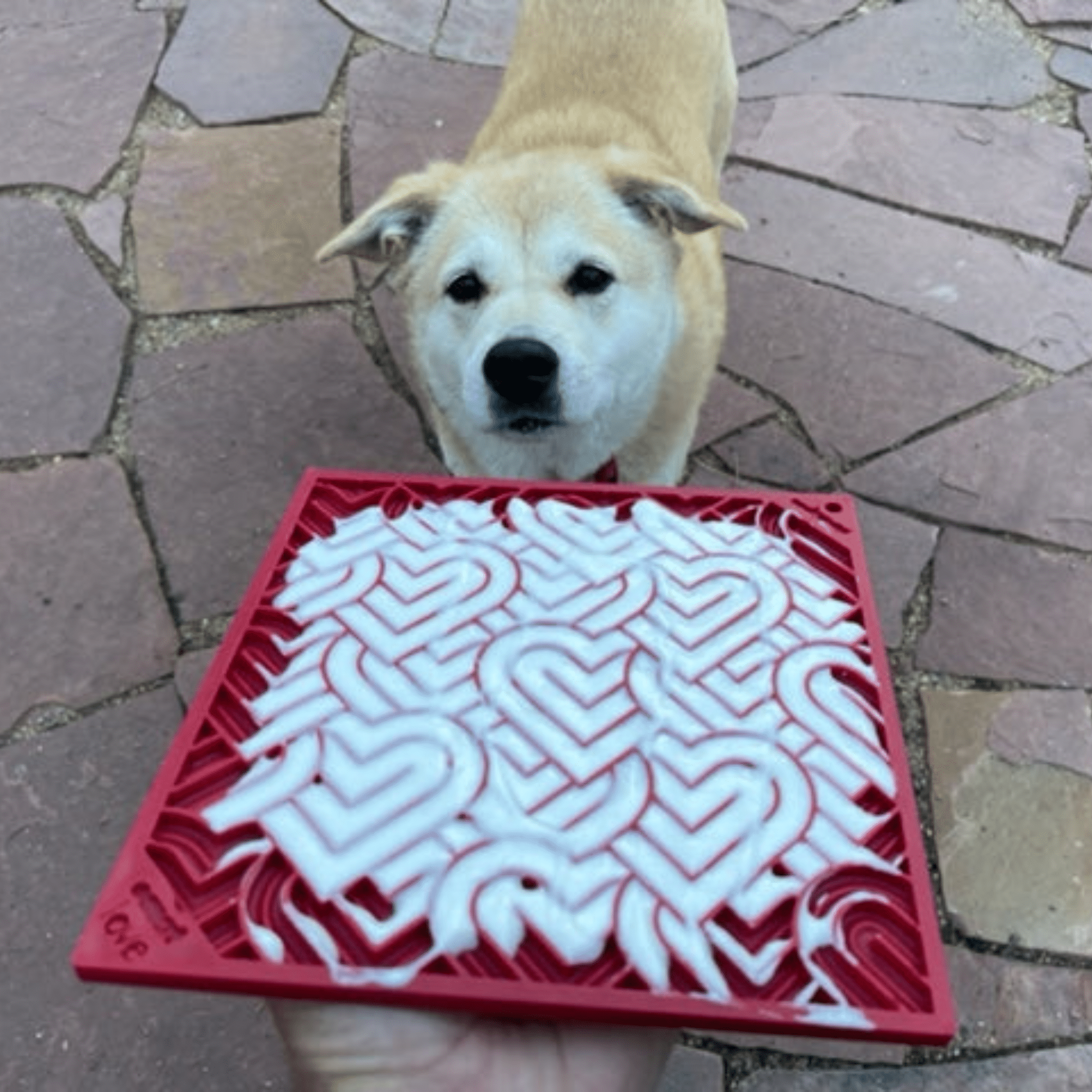 Red dog lick mat with white heart maze pattern under a dog for licking
