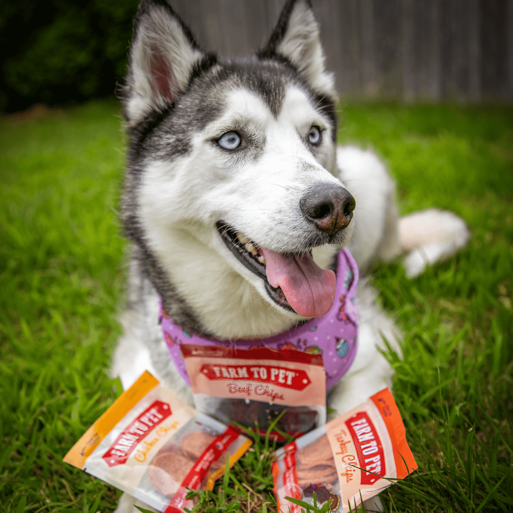Husky dog with Farm to Pet treat pouches on grass, tongue out