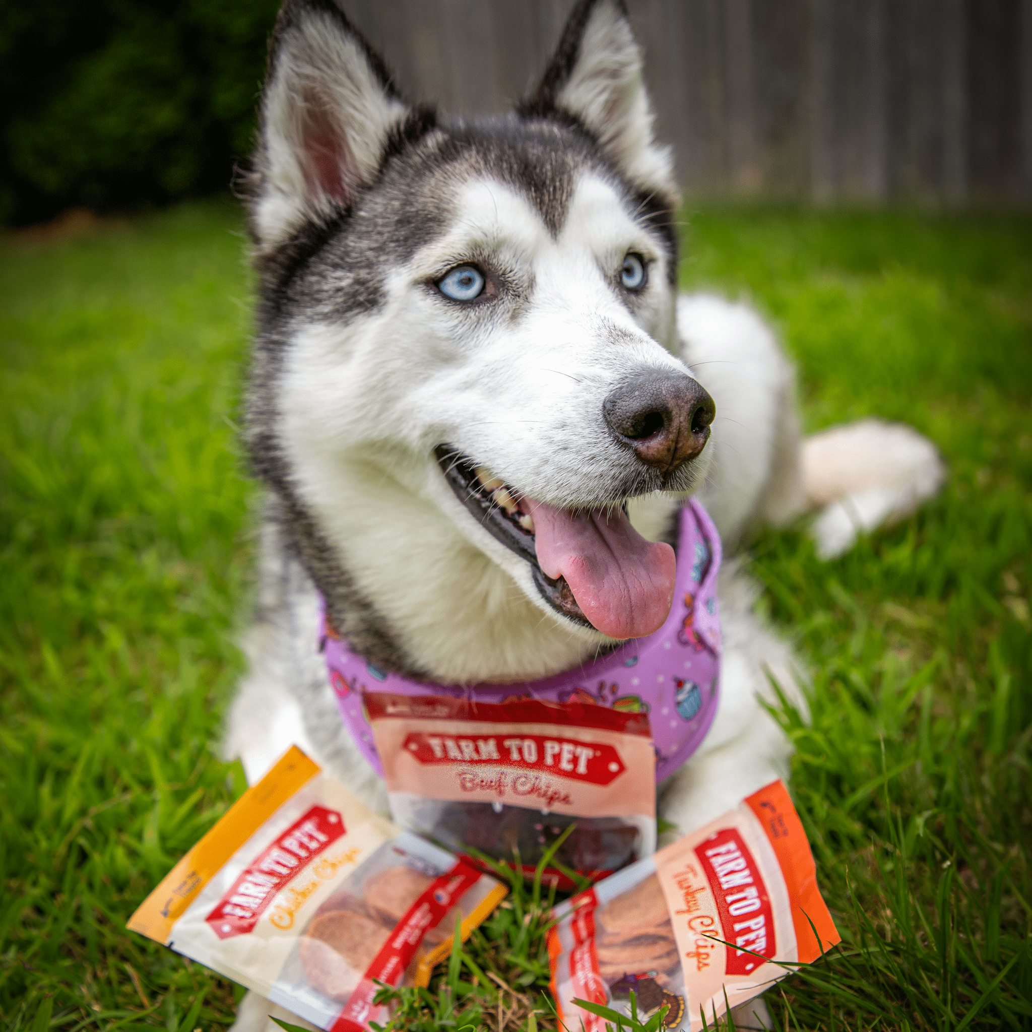 Husky dog with Farm to Pet treat pouches on grass, tongue out
