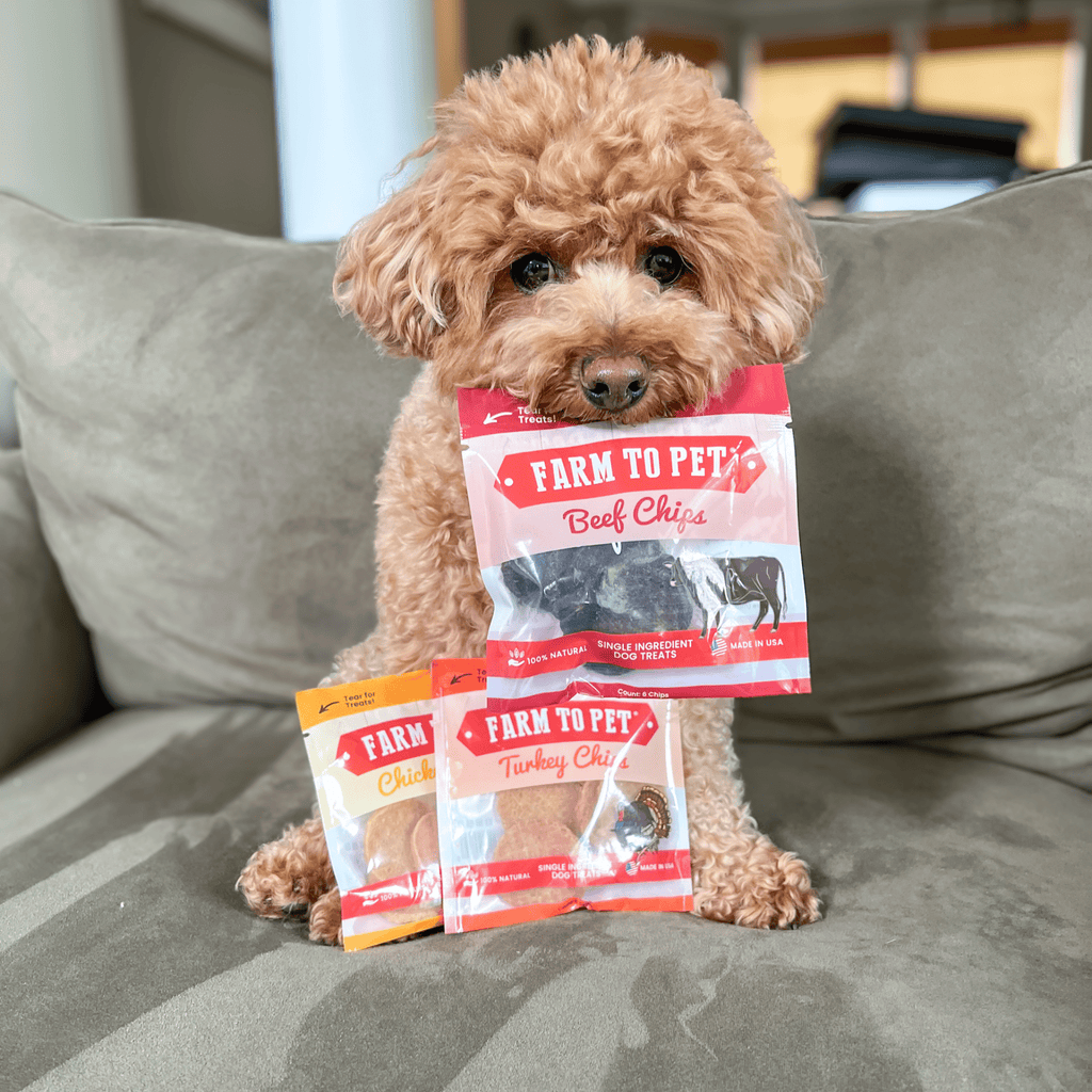 Poodle with Farm to Pet beef, chicken, and turkey treat pouches on a couch
