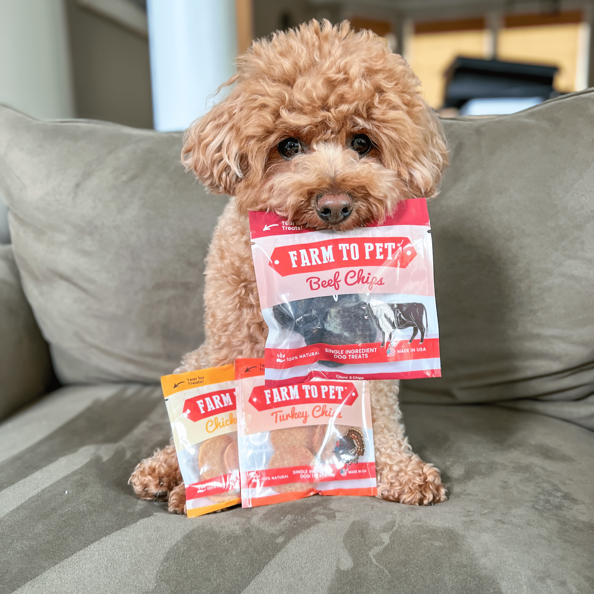 Poodle with Farm to Pet beef, chicken, and turkey treat pouches on a couch