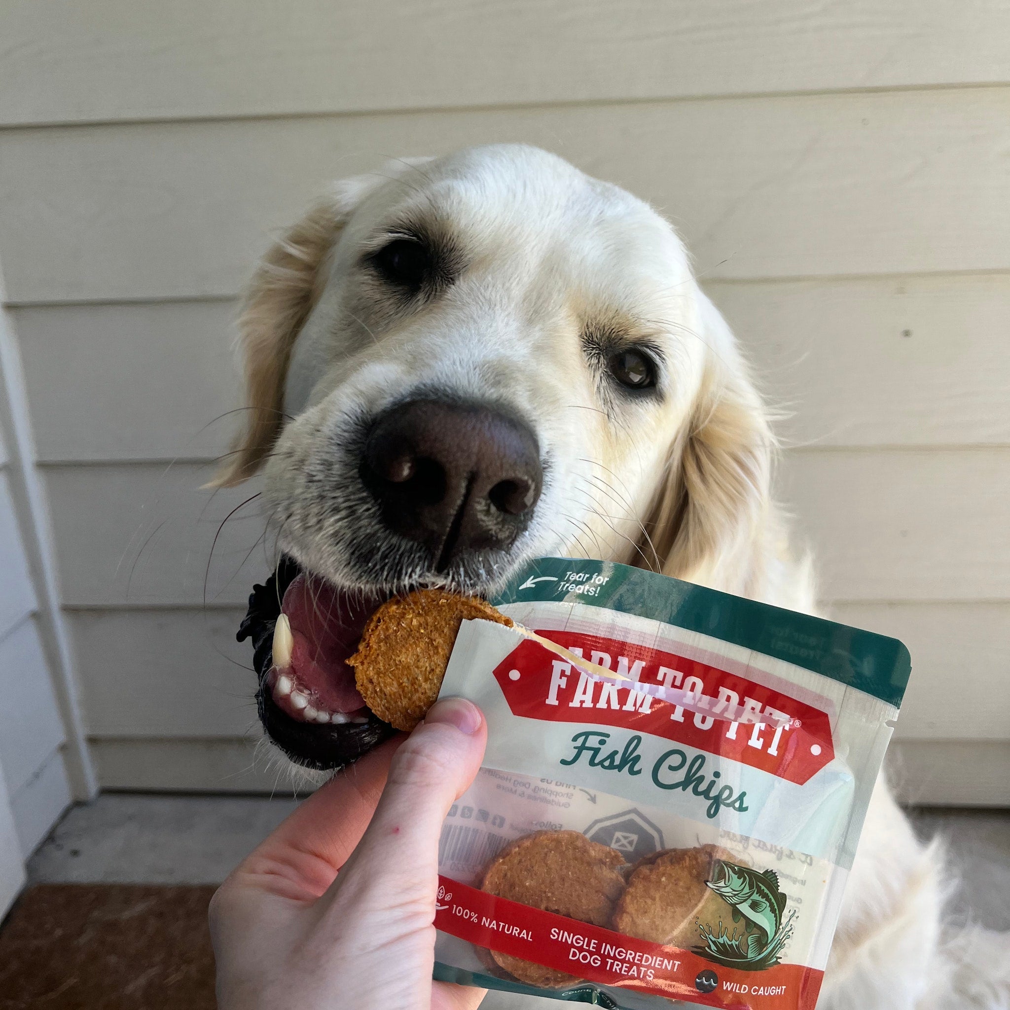 Dog treat sampler pouch with fish chips, held by a retriever dog