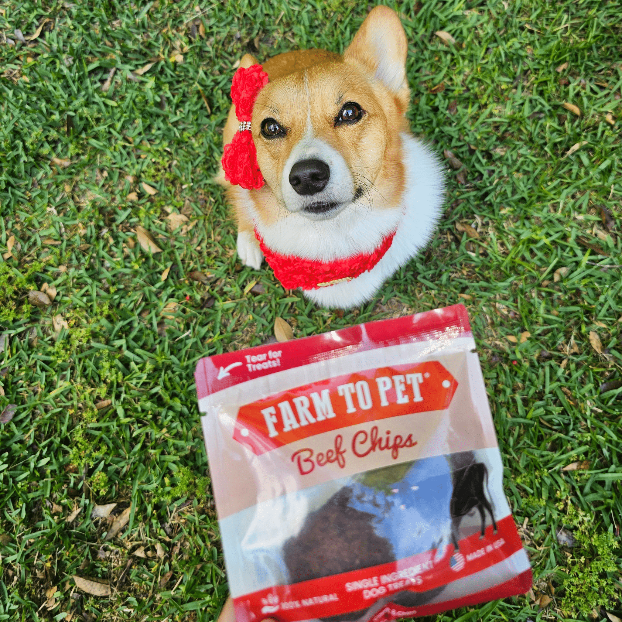 Dog with red bandana next to Farm to Pet Beef Chips snack pouch outdoors