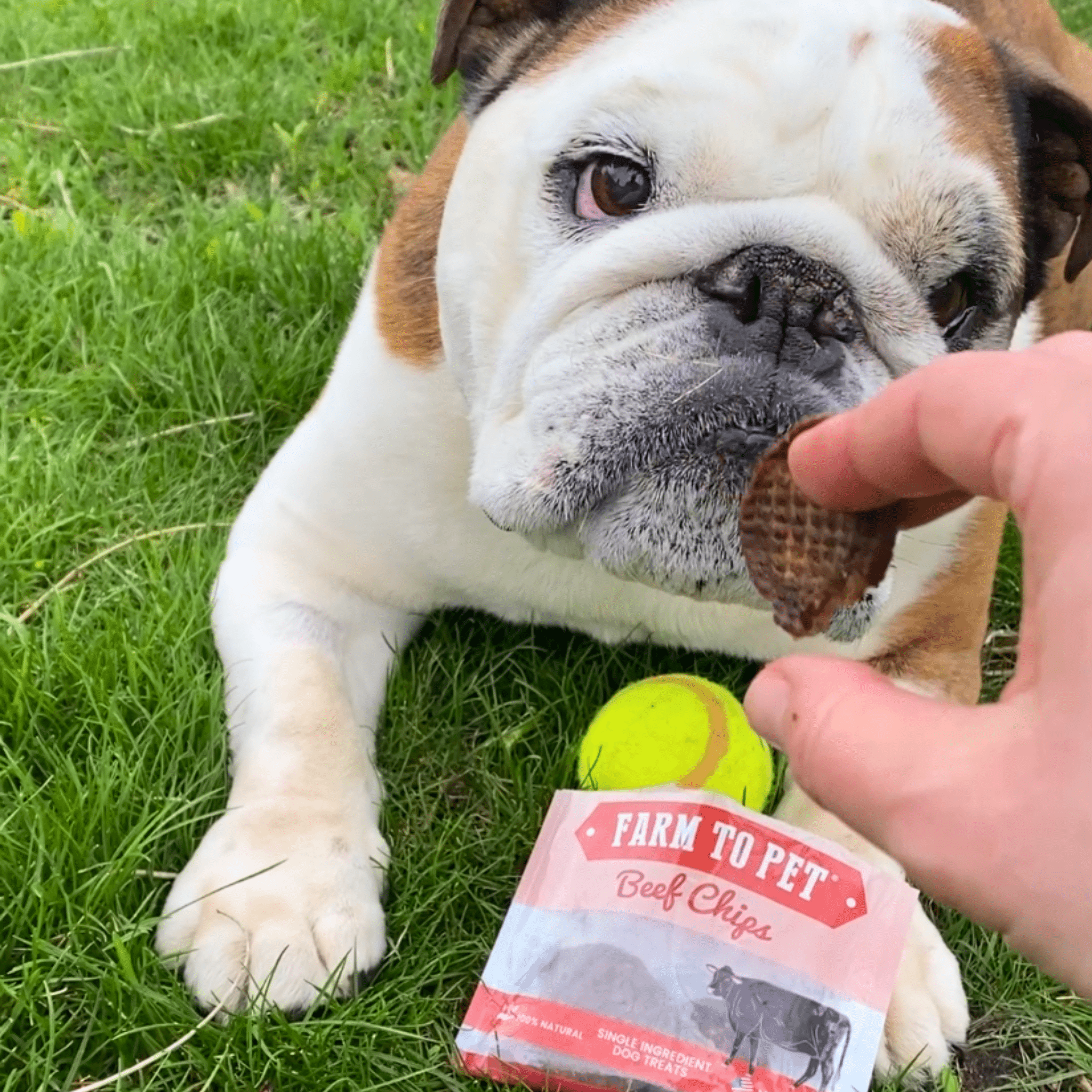 Dog muzzle with hand offering beef chip over Farm to Pet Beef Chips bag