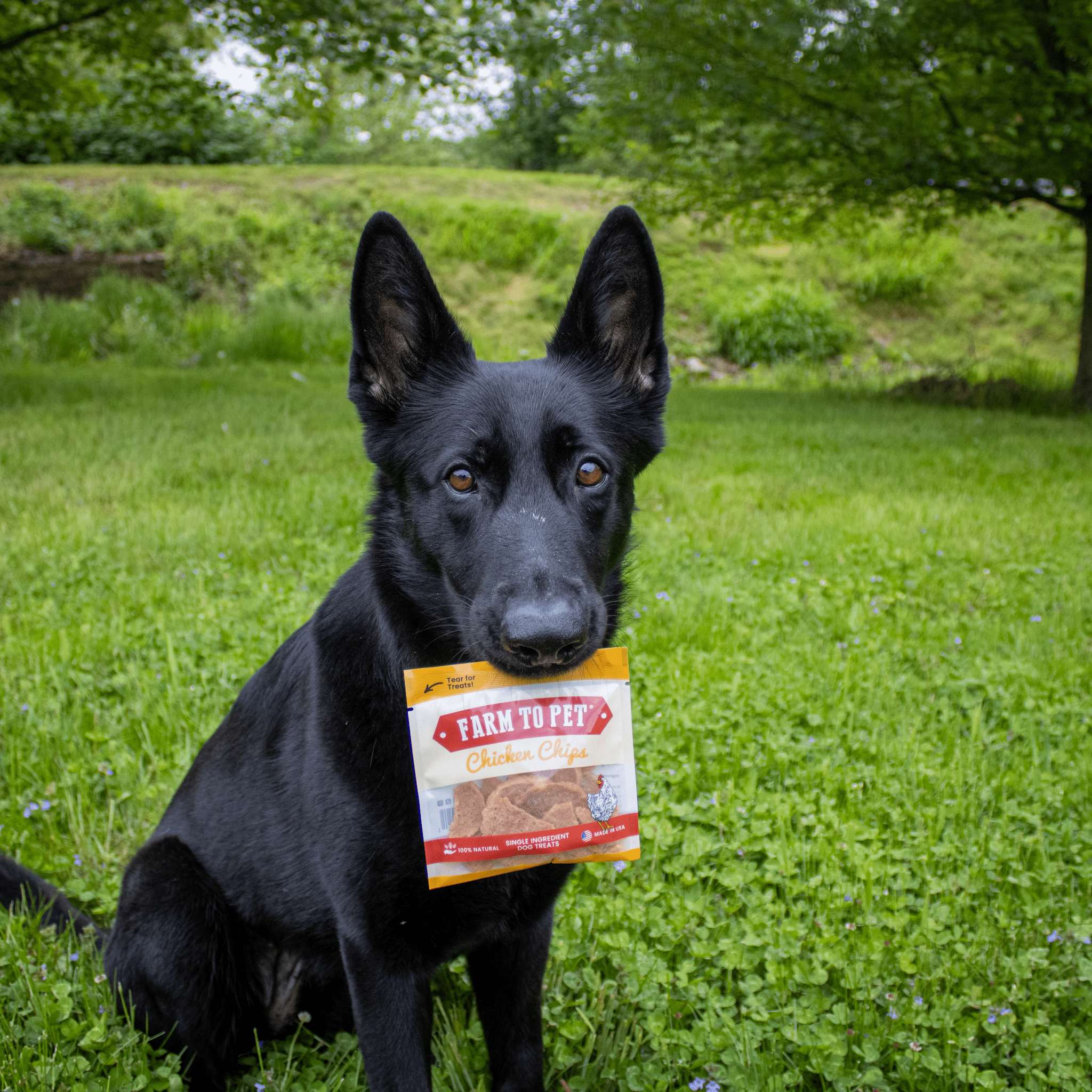 Black dog holding a Farm to Pet chicken chips dog treat bag