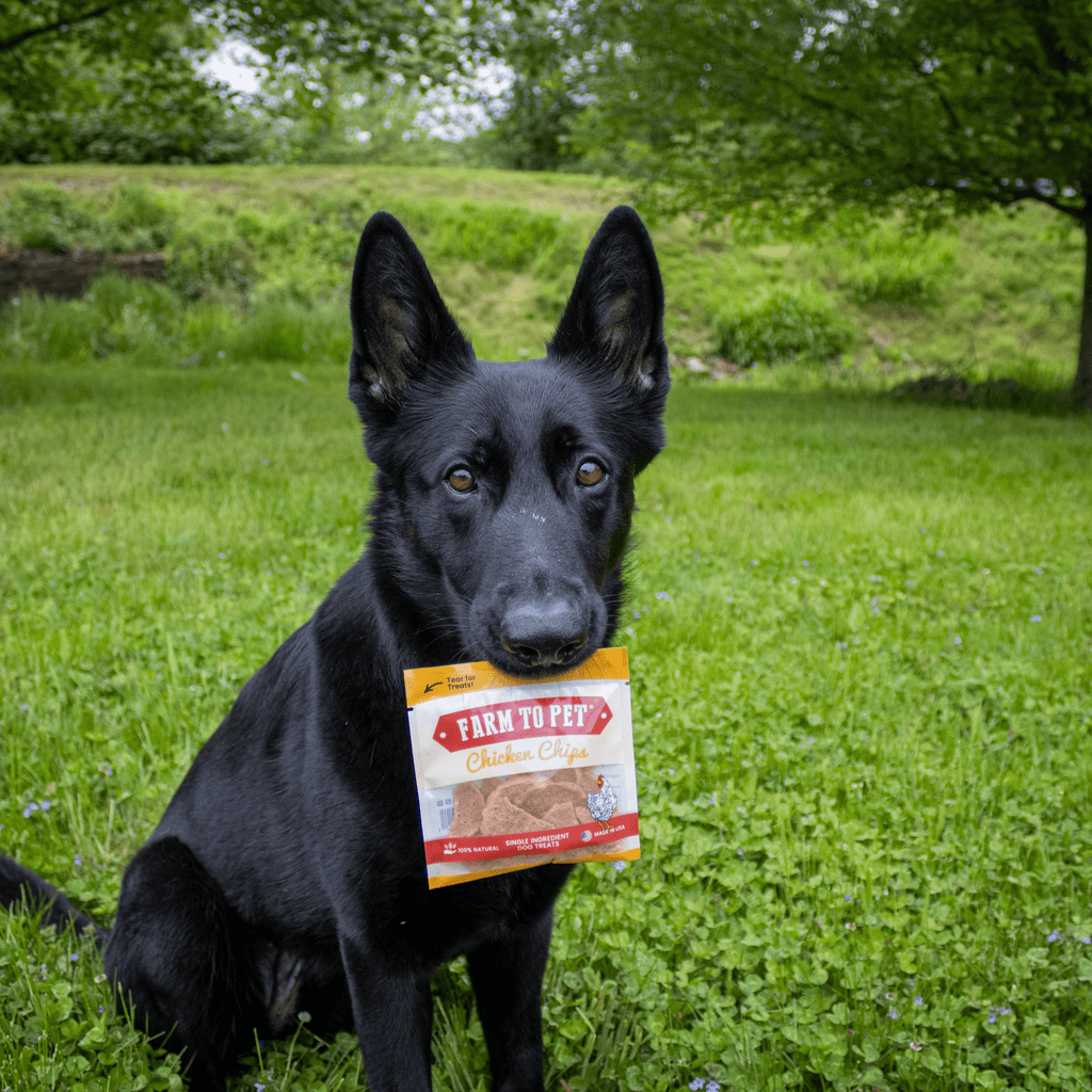 Black dog holding a Chicken Chips dog treat pouch outdoors on grass