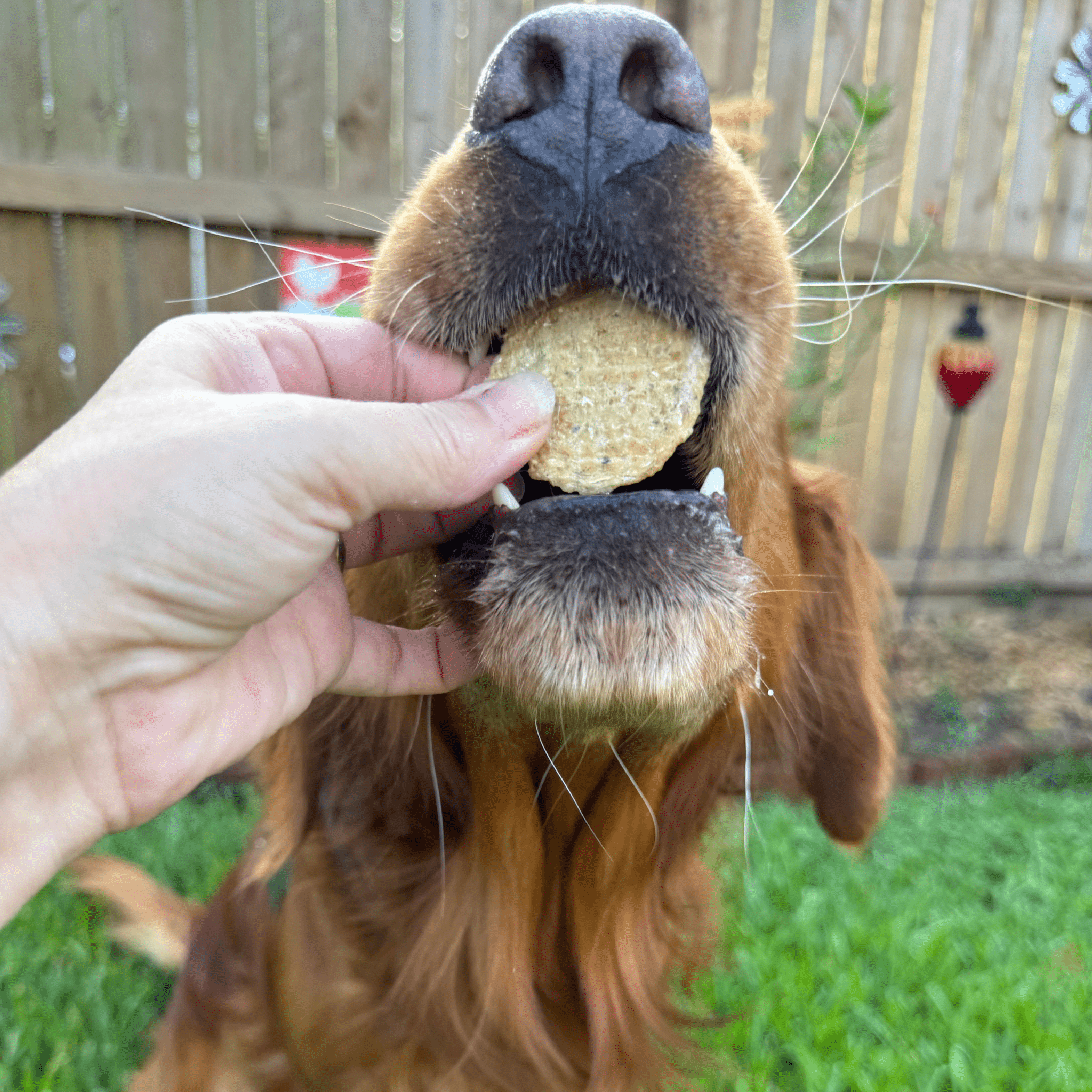 Dog being offered a Fish Chips dog treat, with Farm to Pet pouch in hand