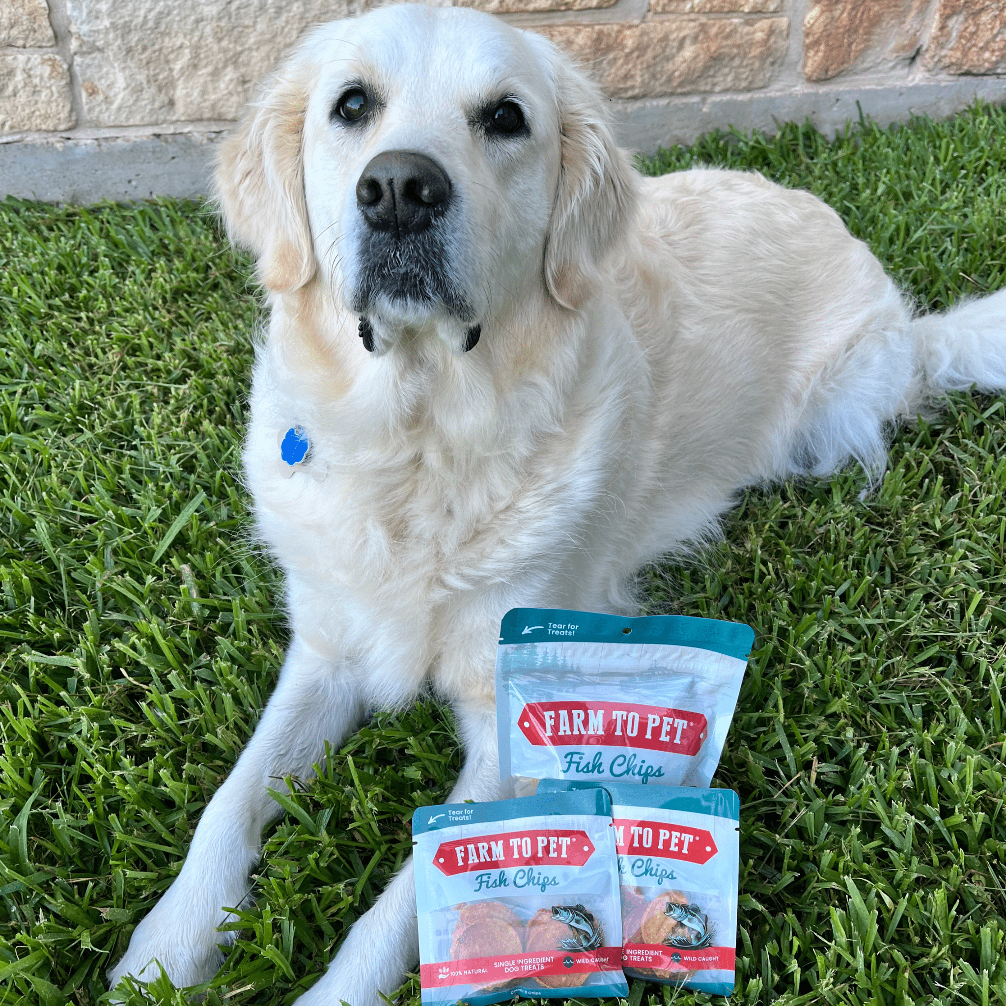 White dog lying on grass beside Farm to Pet Fish Chips treat pouch bundle