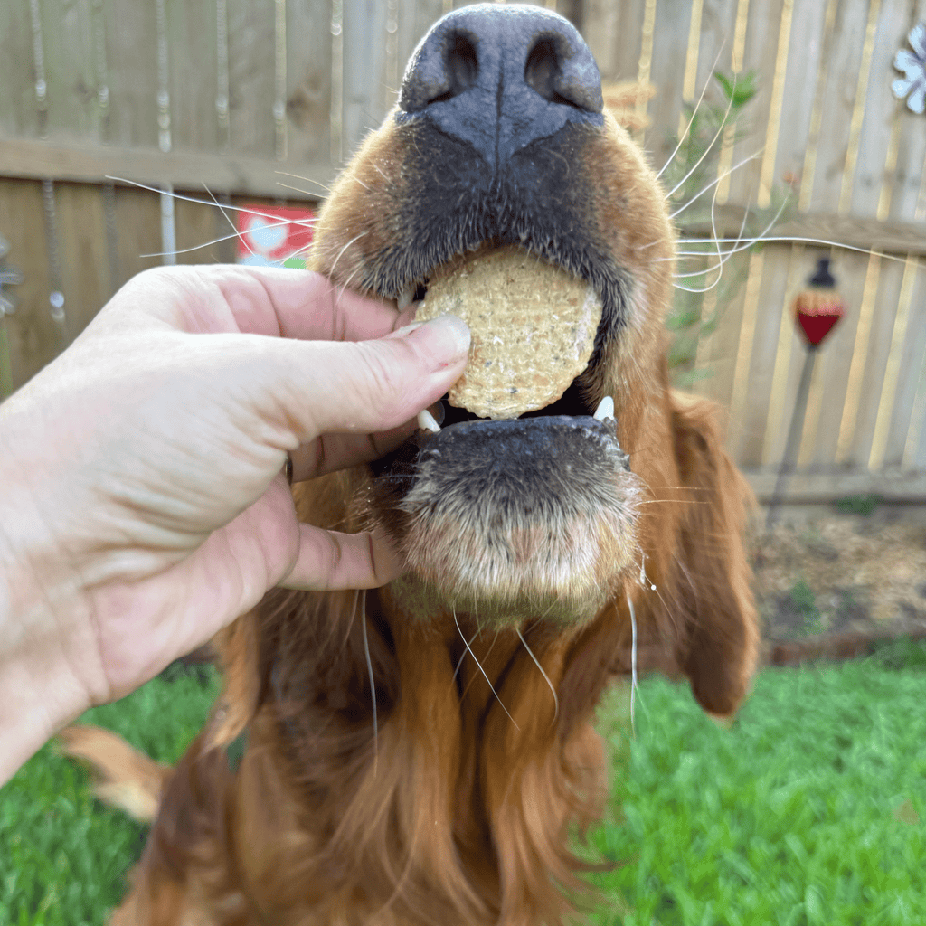 Dog hand-fed a fish chip treat outdoors