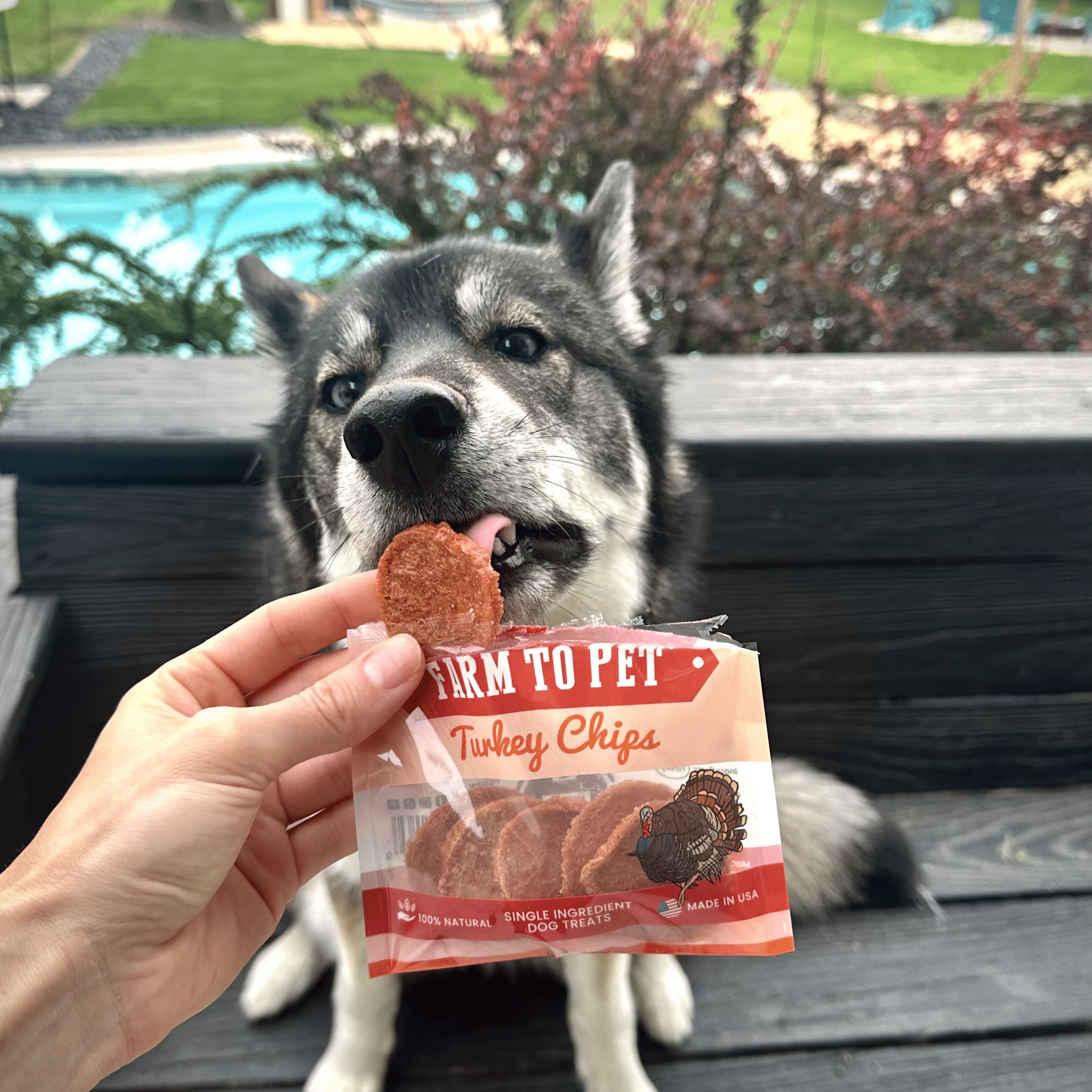 Dog outdoors holding a Farm to Pet Turkey Chips snack pack in a hand