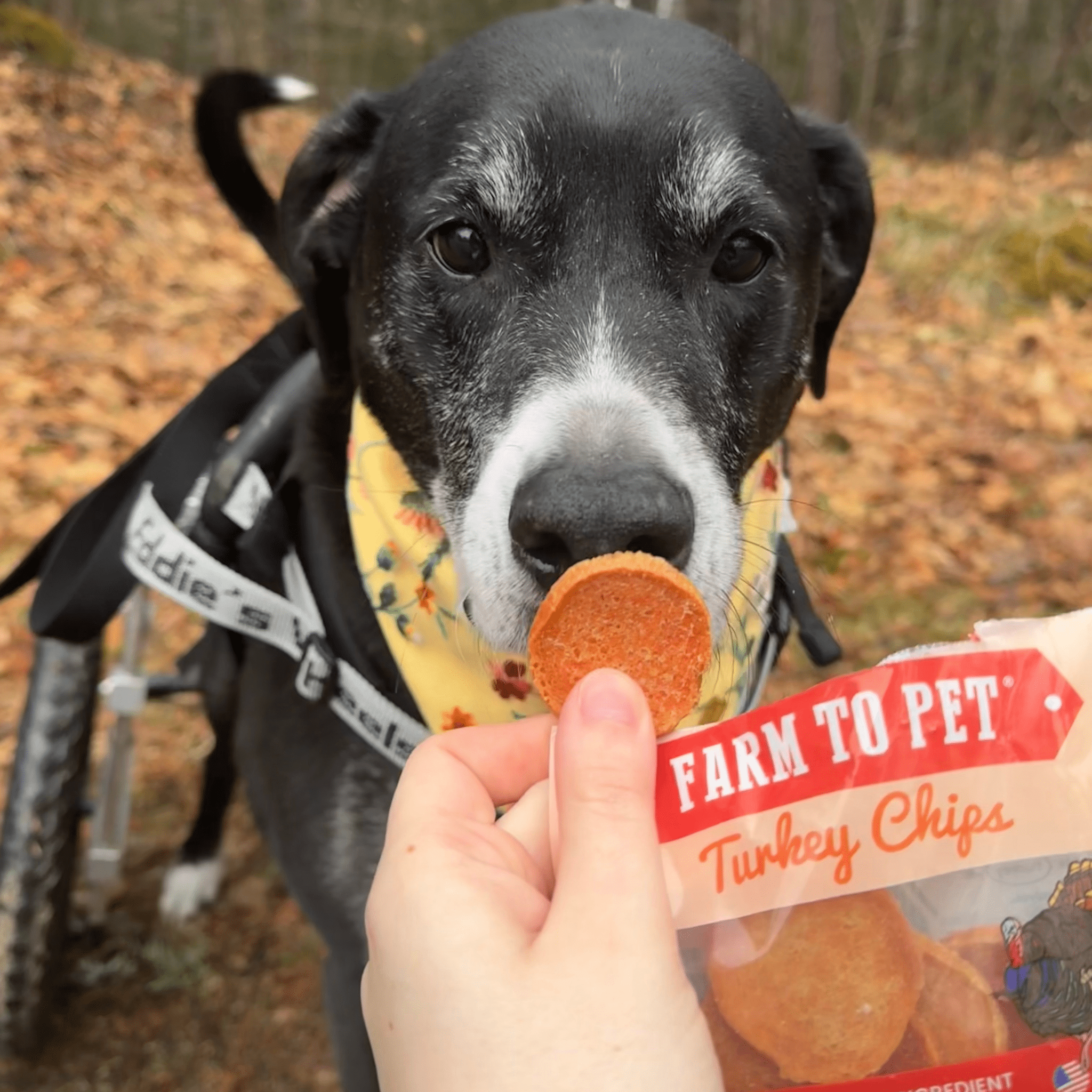 Dog eating a piece of Farm to Pet Turkey Chips from a snack pack pouch