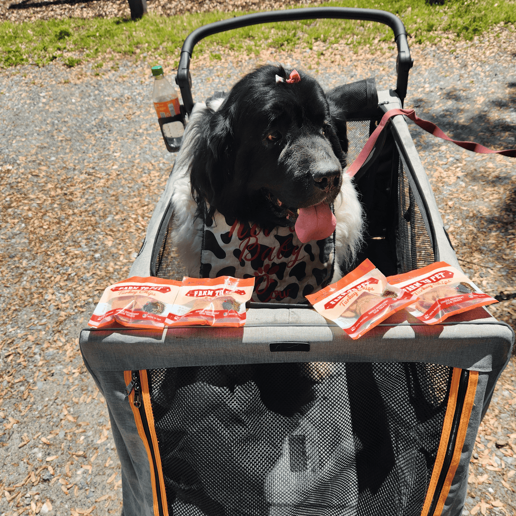 Dog on portable pet bed with turkey chips snack packs