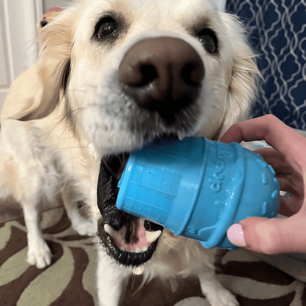 Dog playing with blue ice cream treat dispenser held near its mouth.