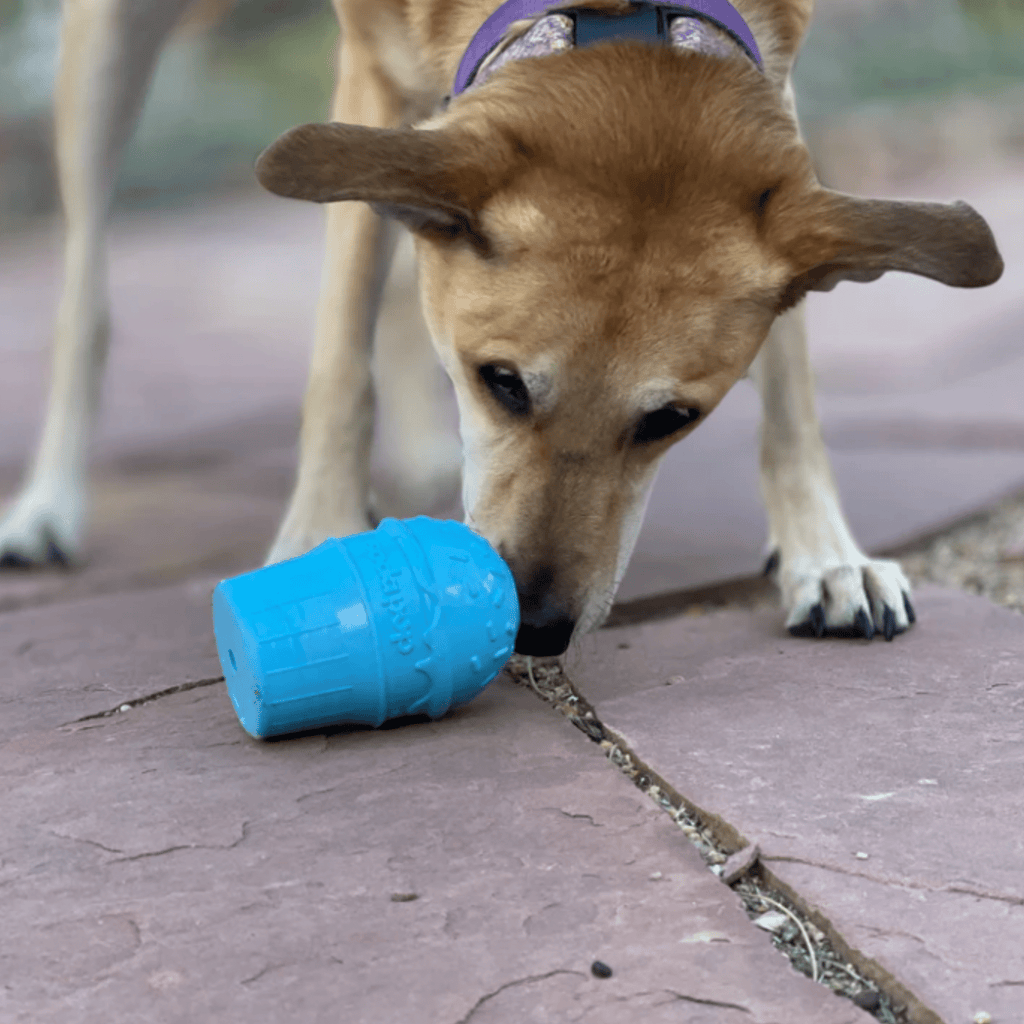 Dog with purple collar pushing blue ice cream treat dispenser on a floor.