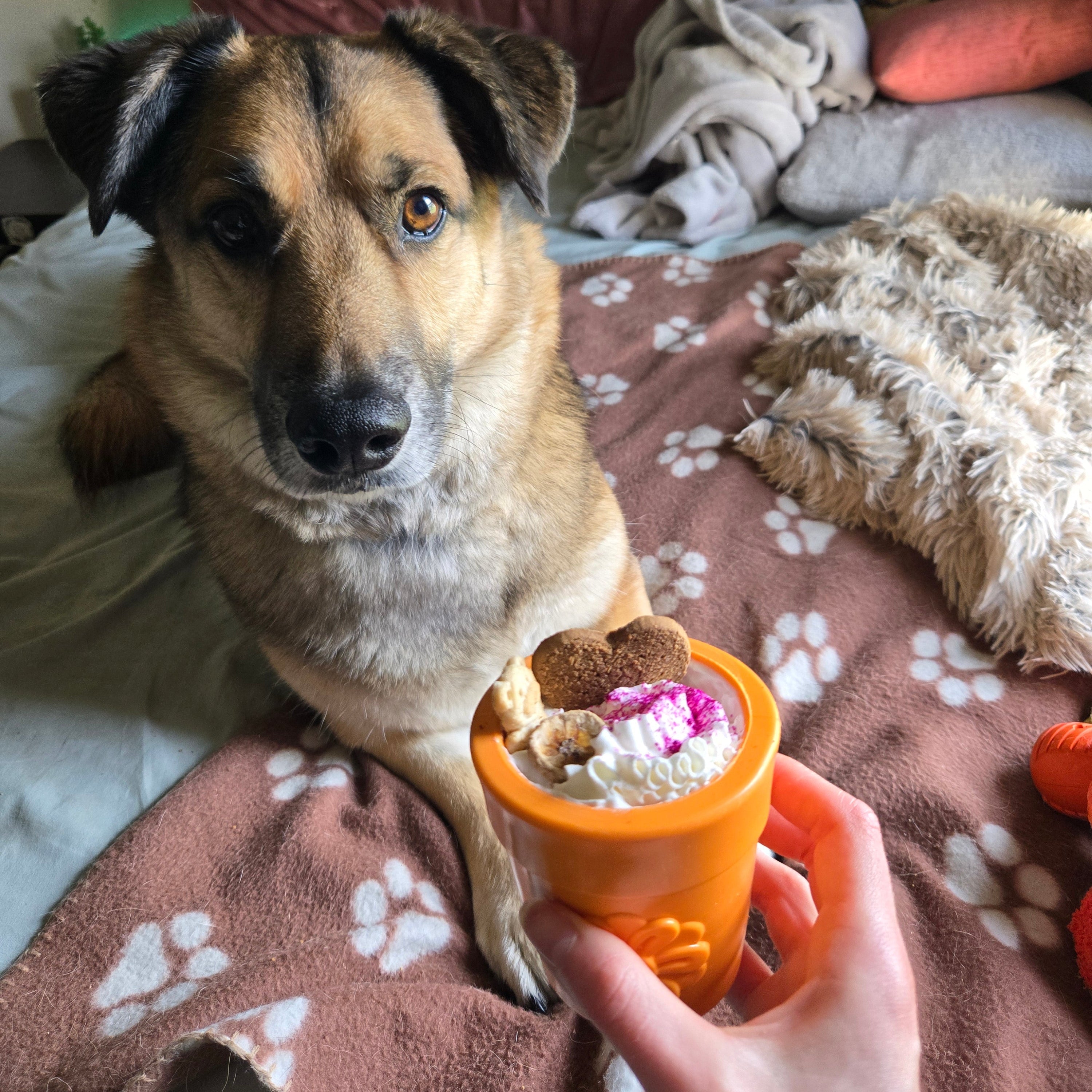 dog treats dispenser in orange in a hand beside a seated dog on a blanket
