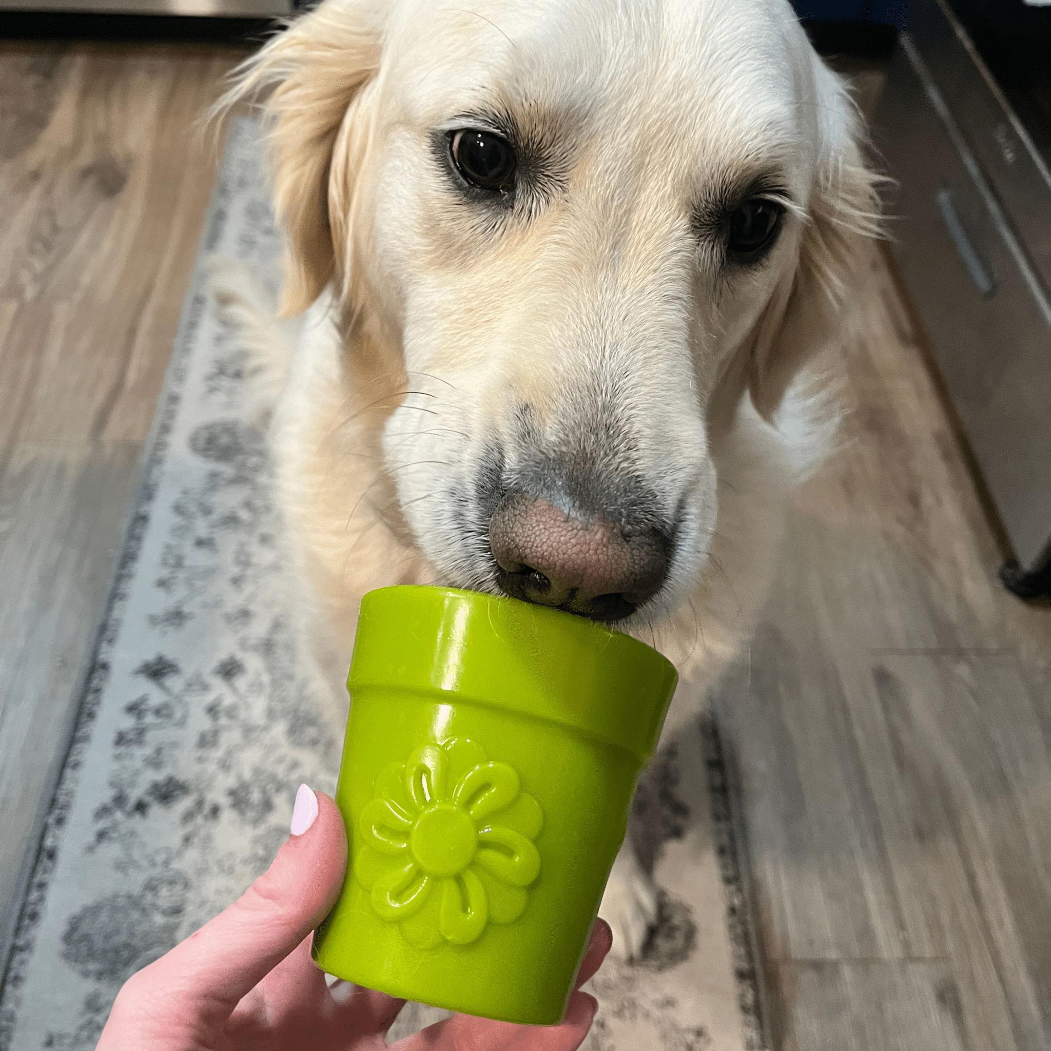 lime green dog treat dispenser with flower paw emboss held near a dog