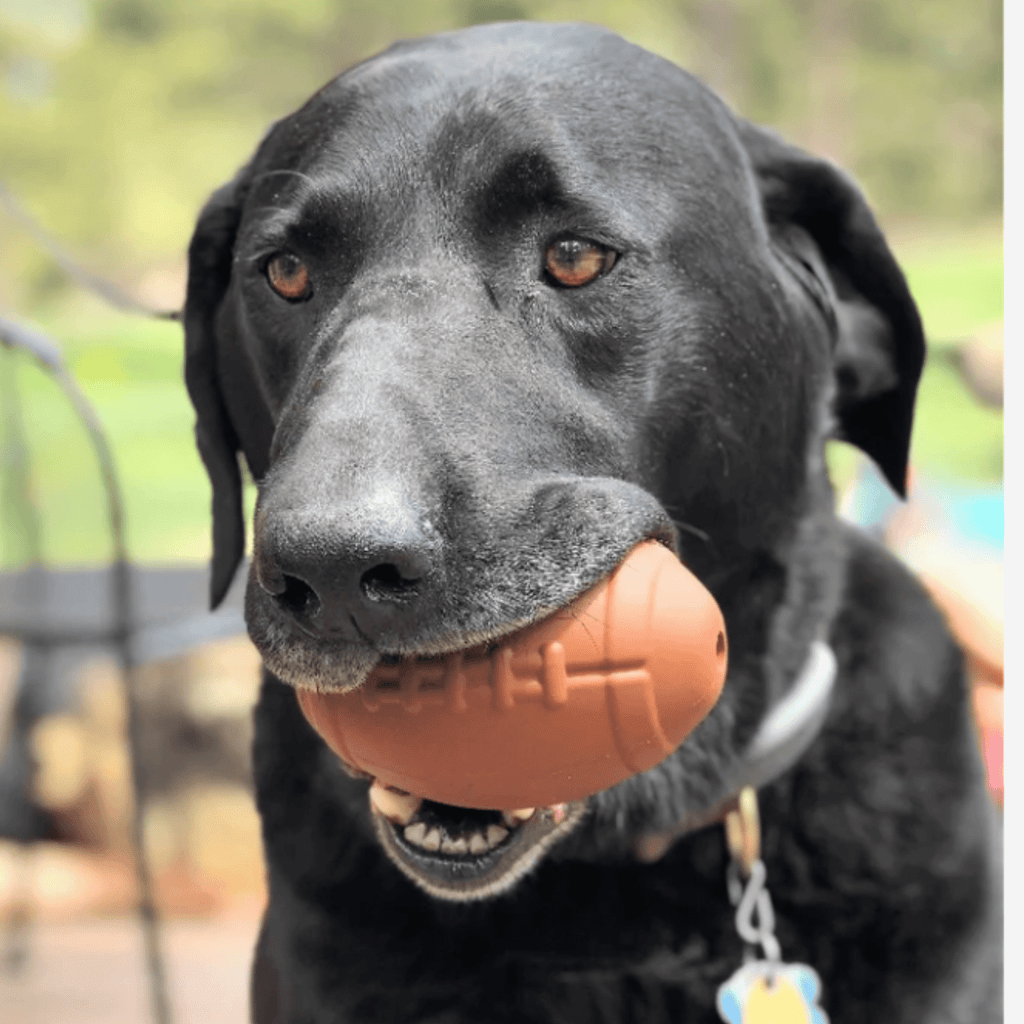 Orange football-shaped dog treat dispenser held in a dog’s mouth.