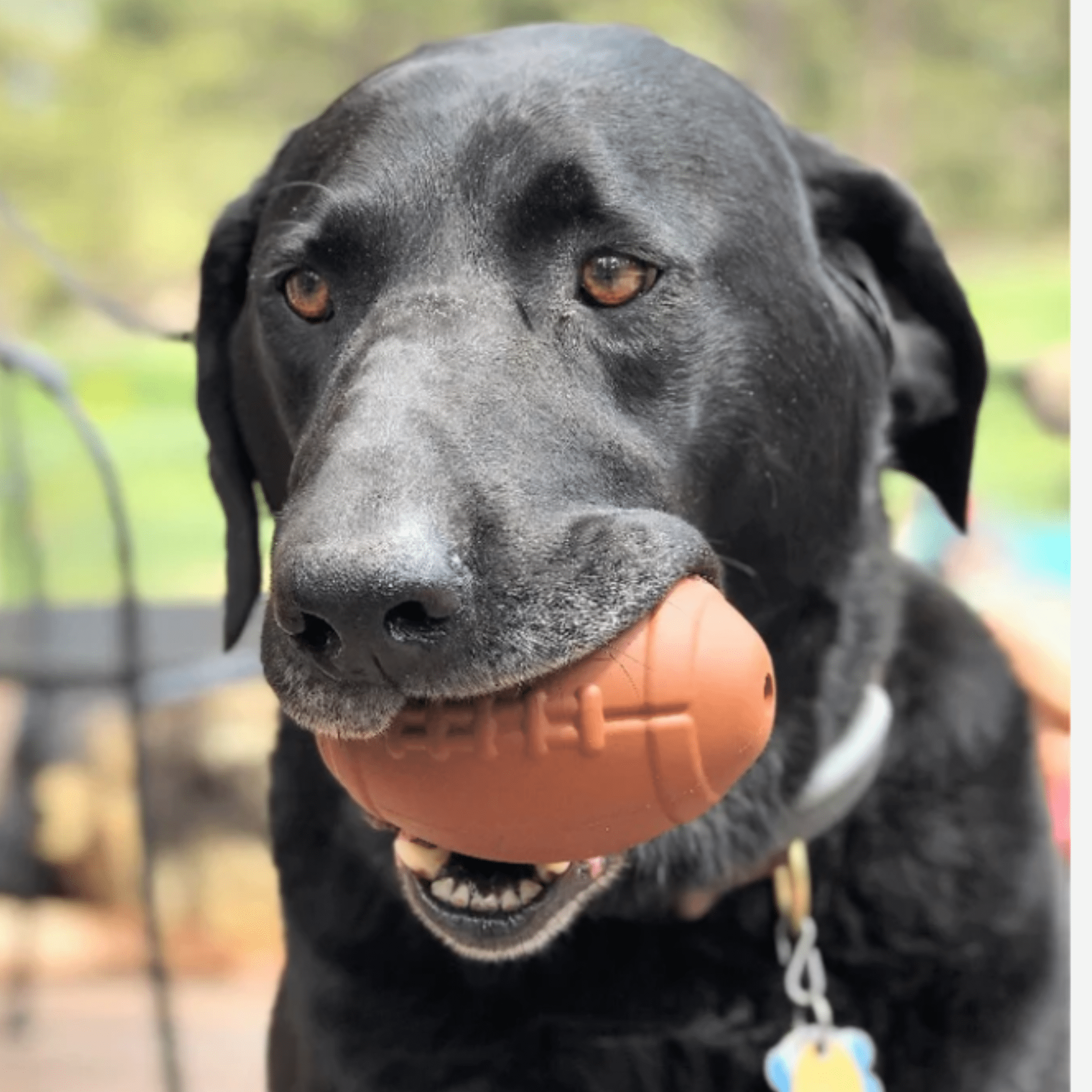 Orange football-shaped dog treat dispenser held in a dog’s mouth.