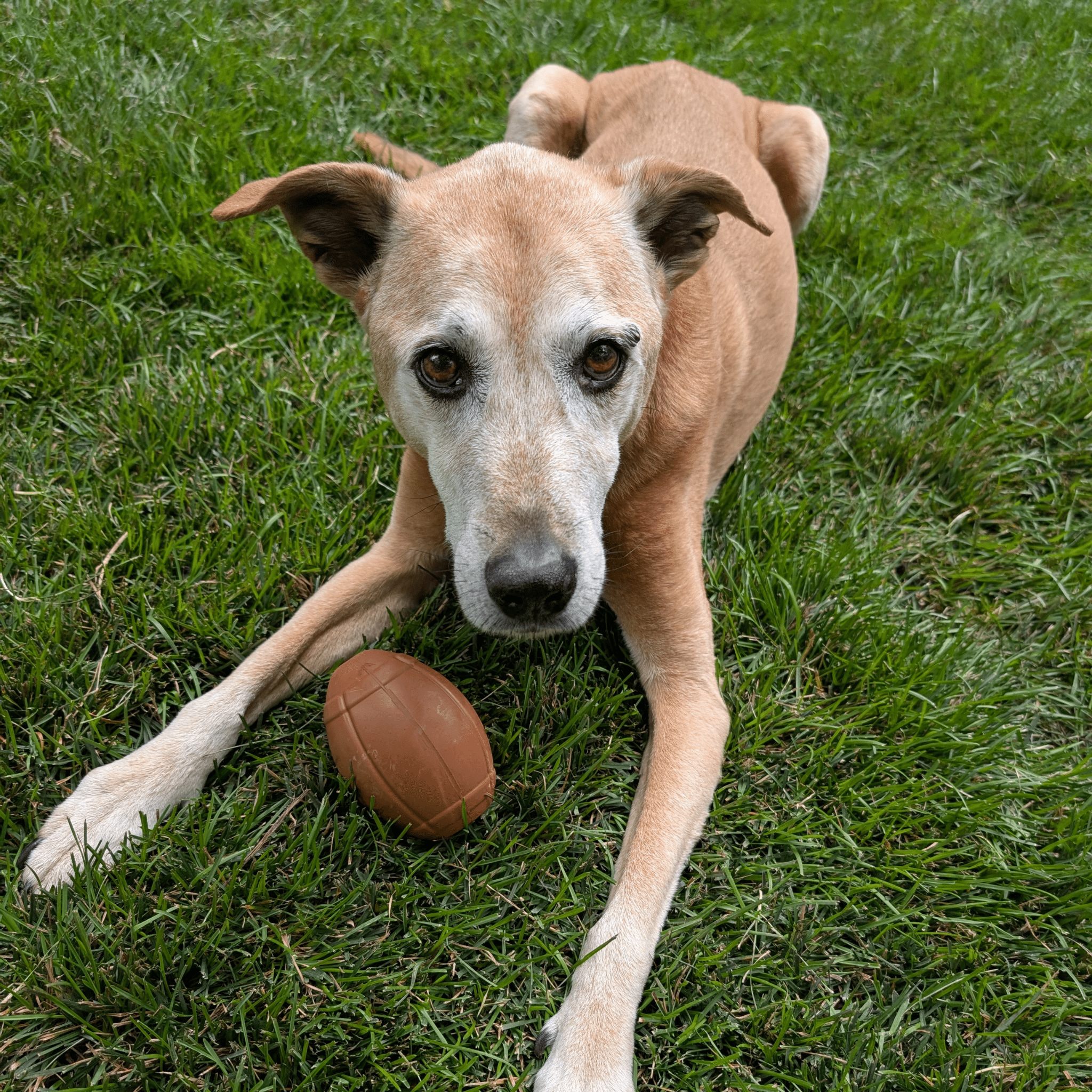 Brown dog football-shaped treat dispenser on grass, toy held by a dog.