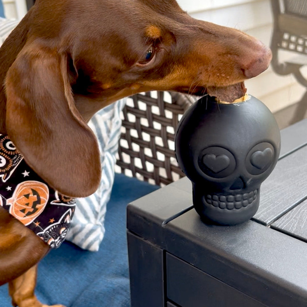 Skull-shaped dog treat dispenser on a table as a dog sniffs it, dark gray finish.