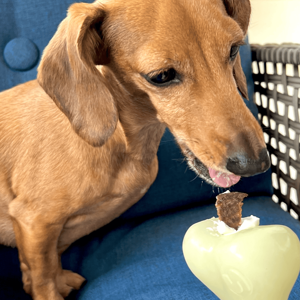Dog treat dispenser ball, pale green glossy, held by a dog on a couch