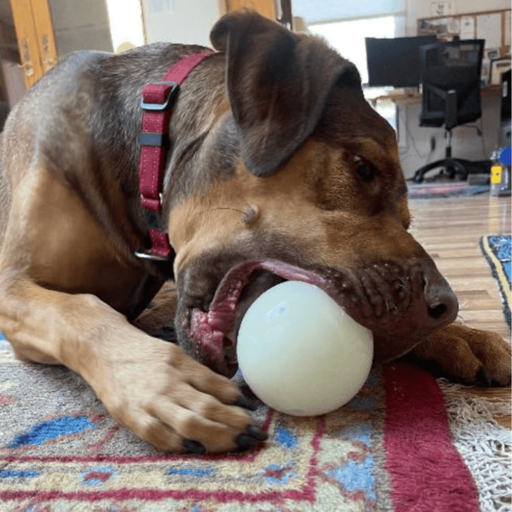 Dog gripping a round treat dispenser ball with a side nibble opening