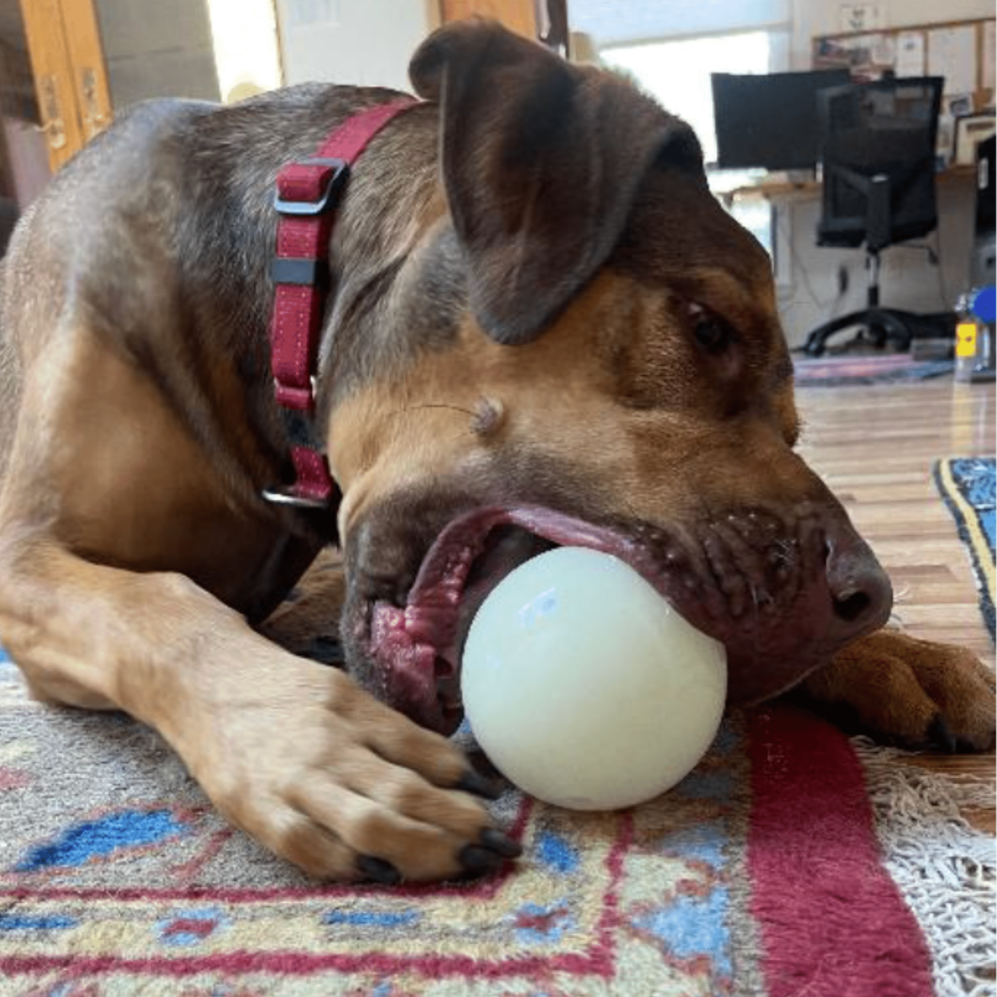Dog gripping a round treat dispenser ball with a side nibble opening