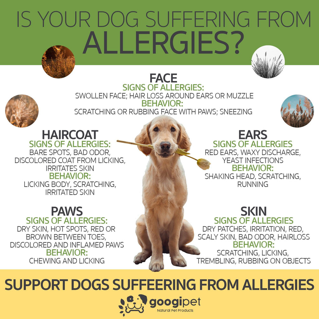 Dog allergy support information infographic with allergy signs and chew supplement brand