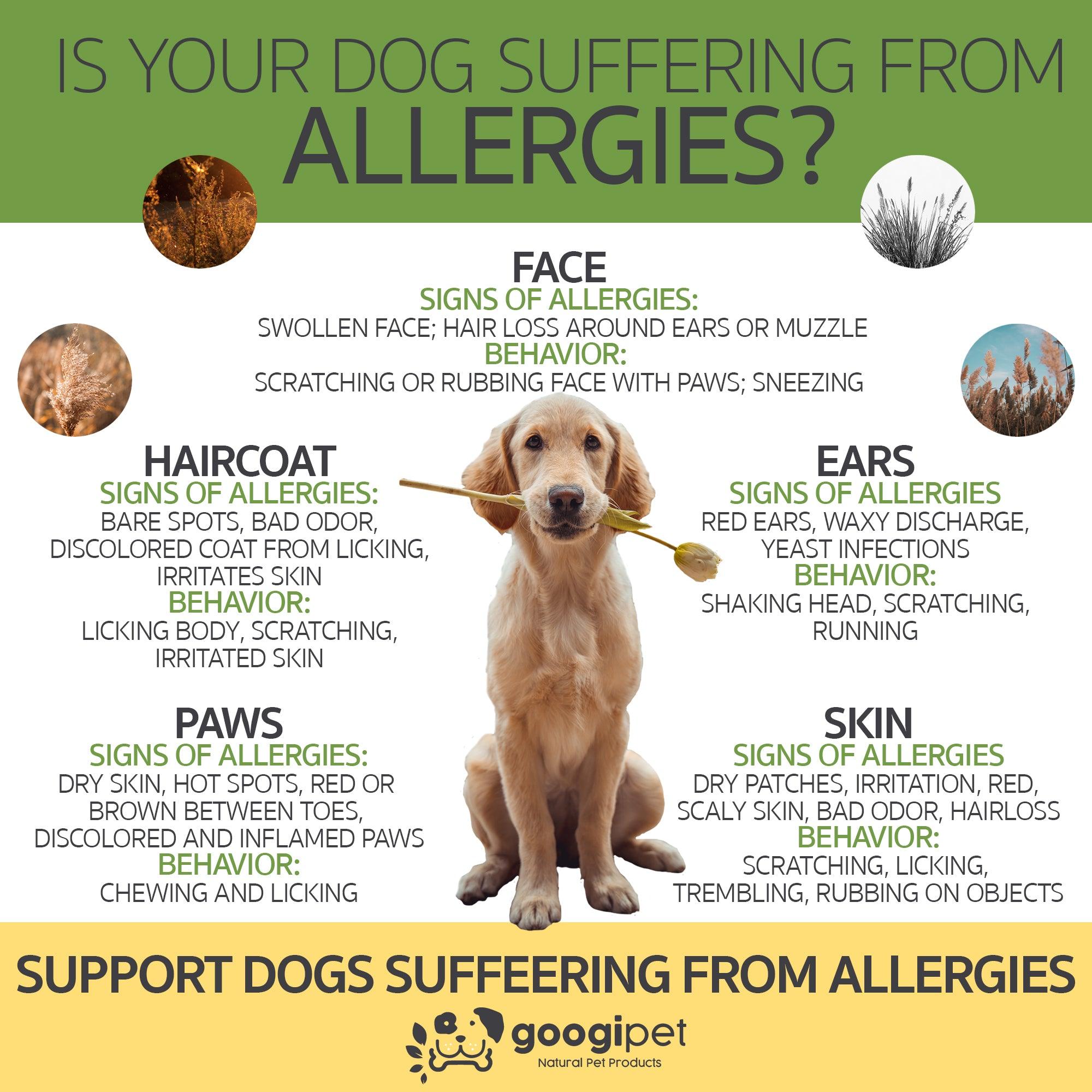 Dog allergy support information infographic with allergy signs and chew supplement brand