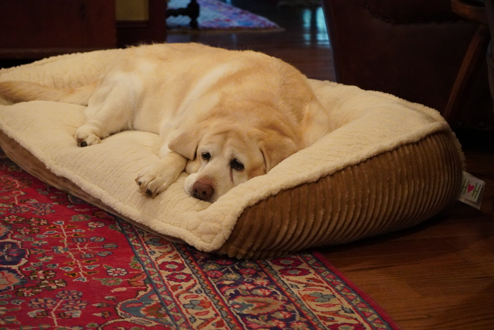 Cream sherpa bolster dog bed with ribbed side wall and cushioned sleeping surface