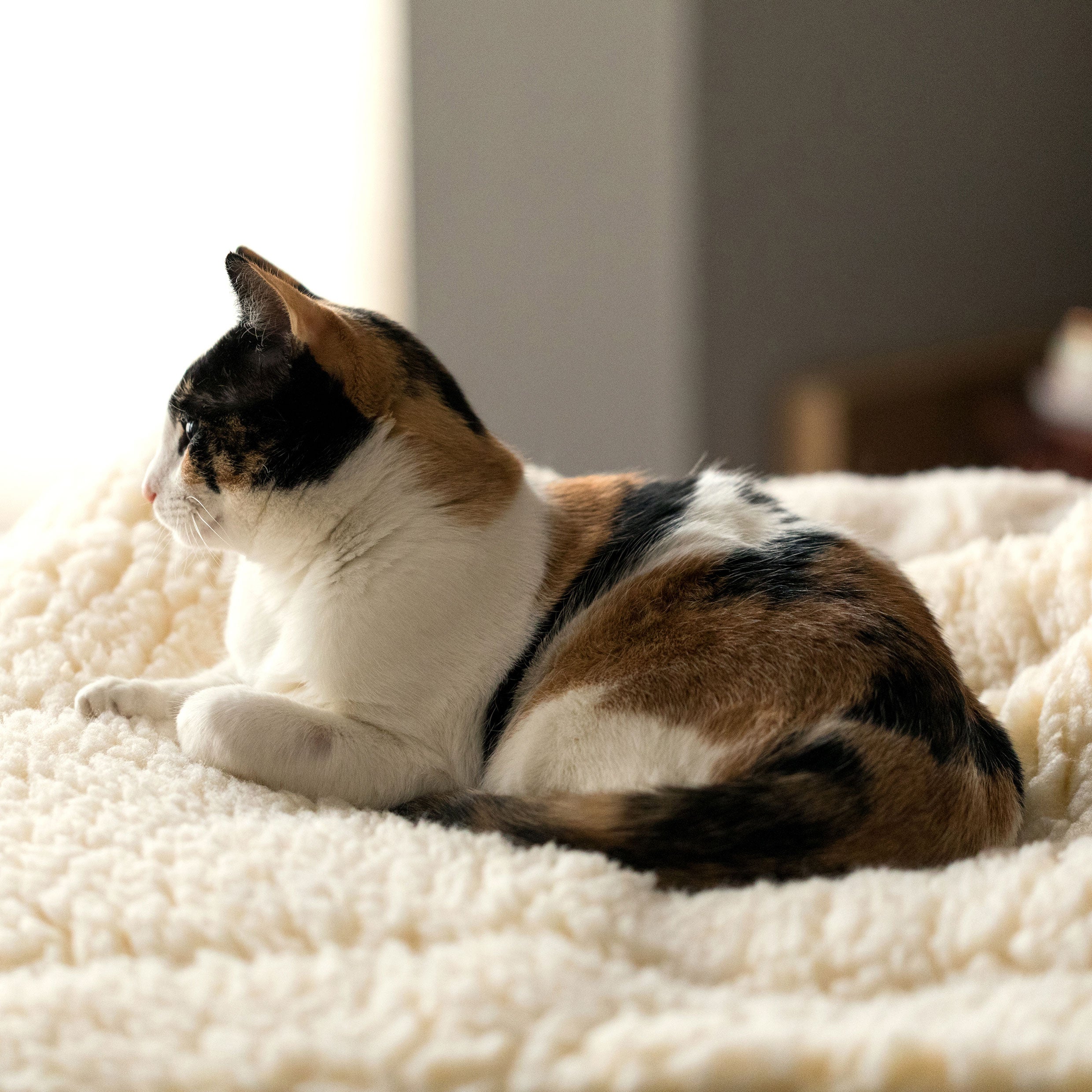 Natural fleece pet mat bed with cat resting