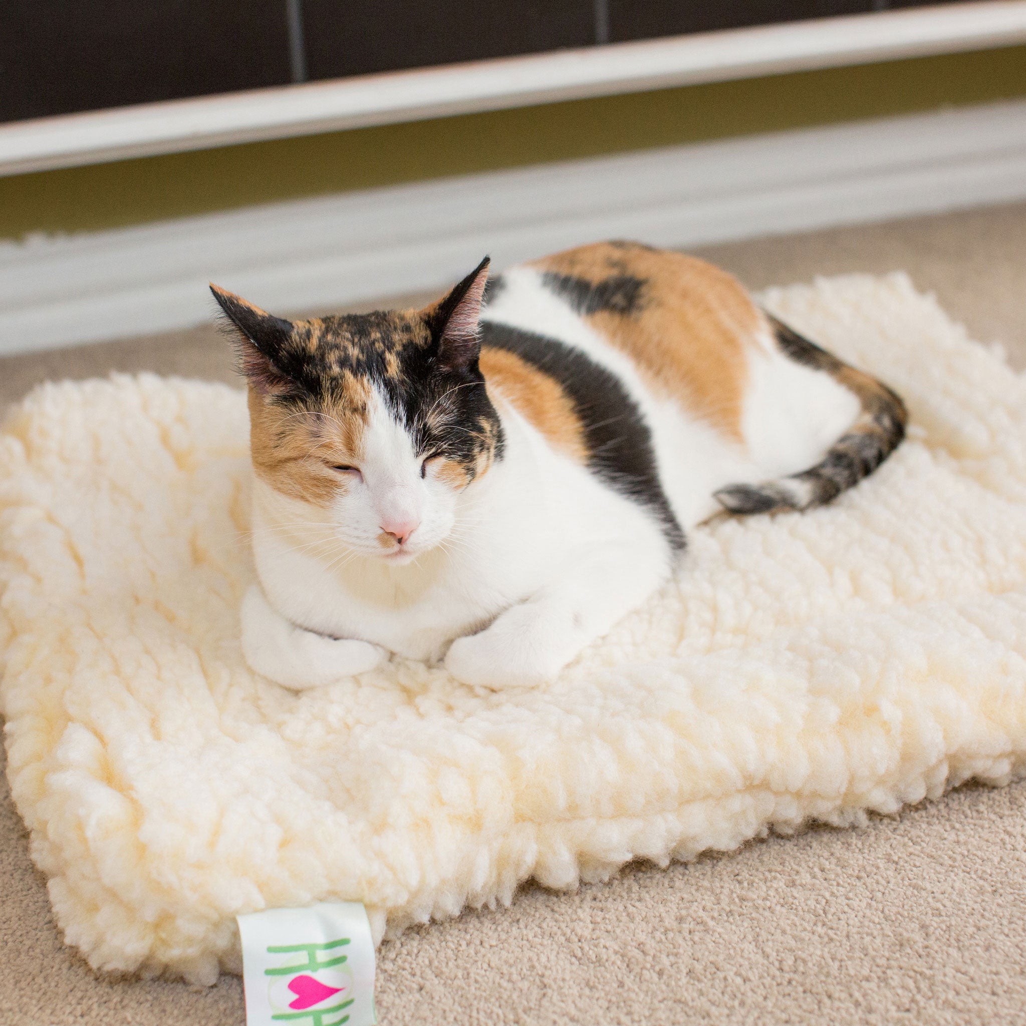 Cream fleece pet mat with raised edge, cat resting on plush surface